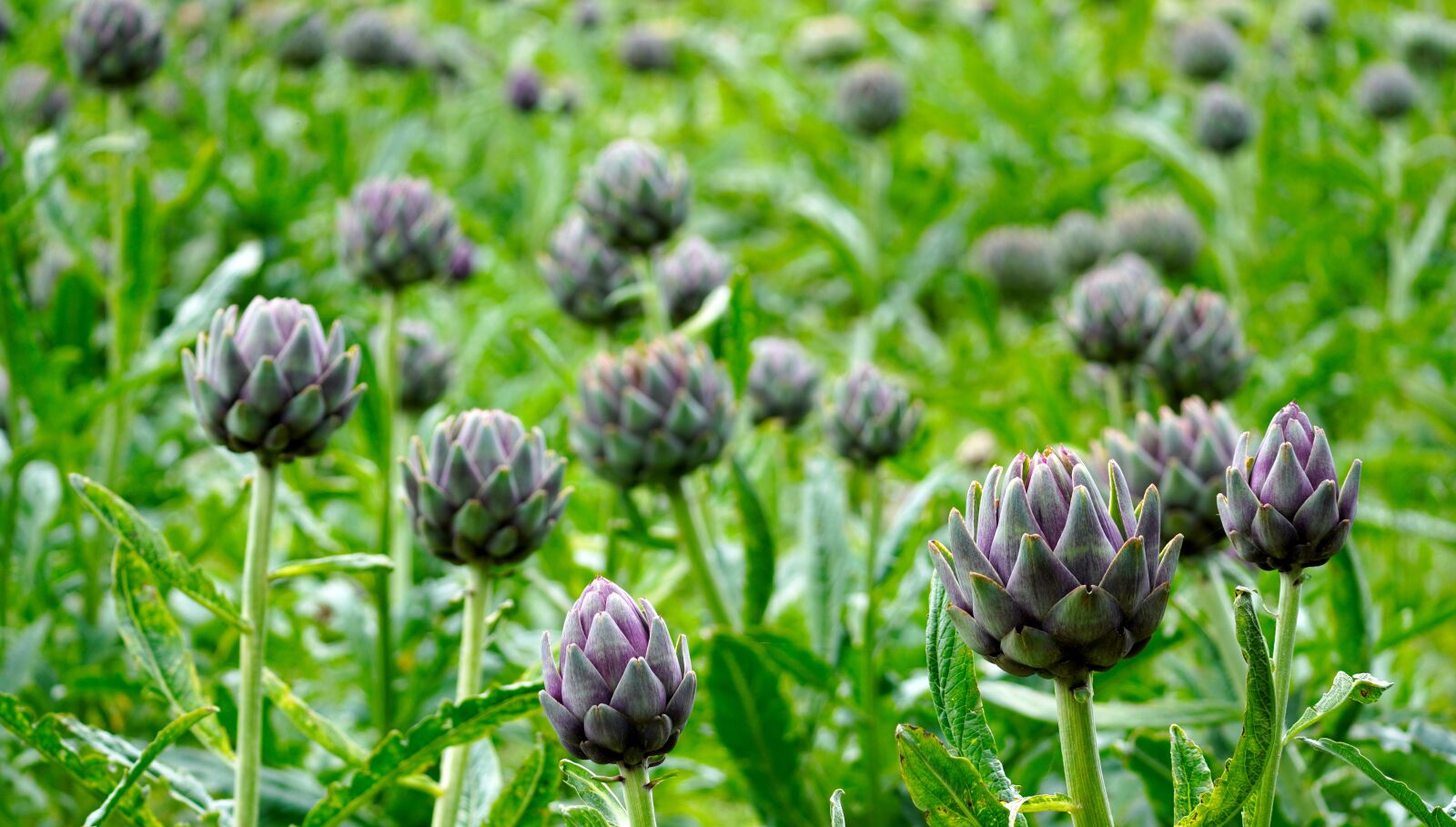 Sony a6400 sample photo. Artichokes, field, vegetables photography