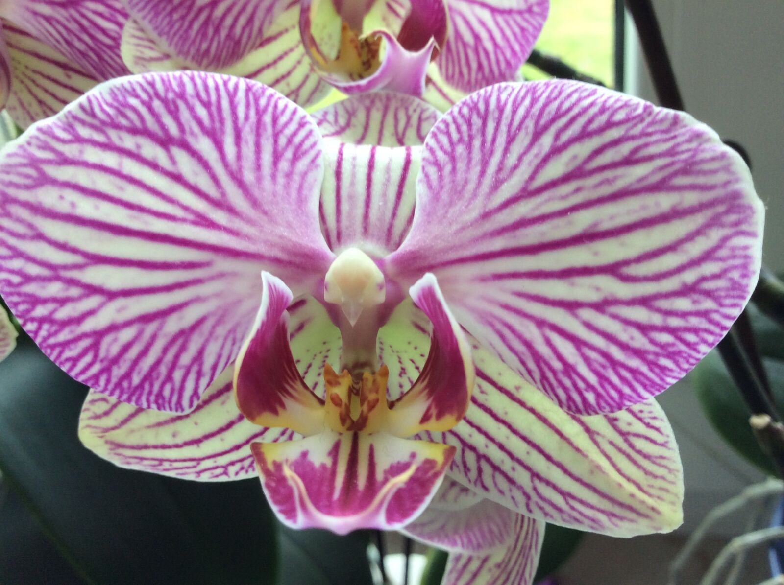iPad Air back camera 3.3mm f/2.4 sample photo. Orchids photography