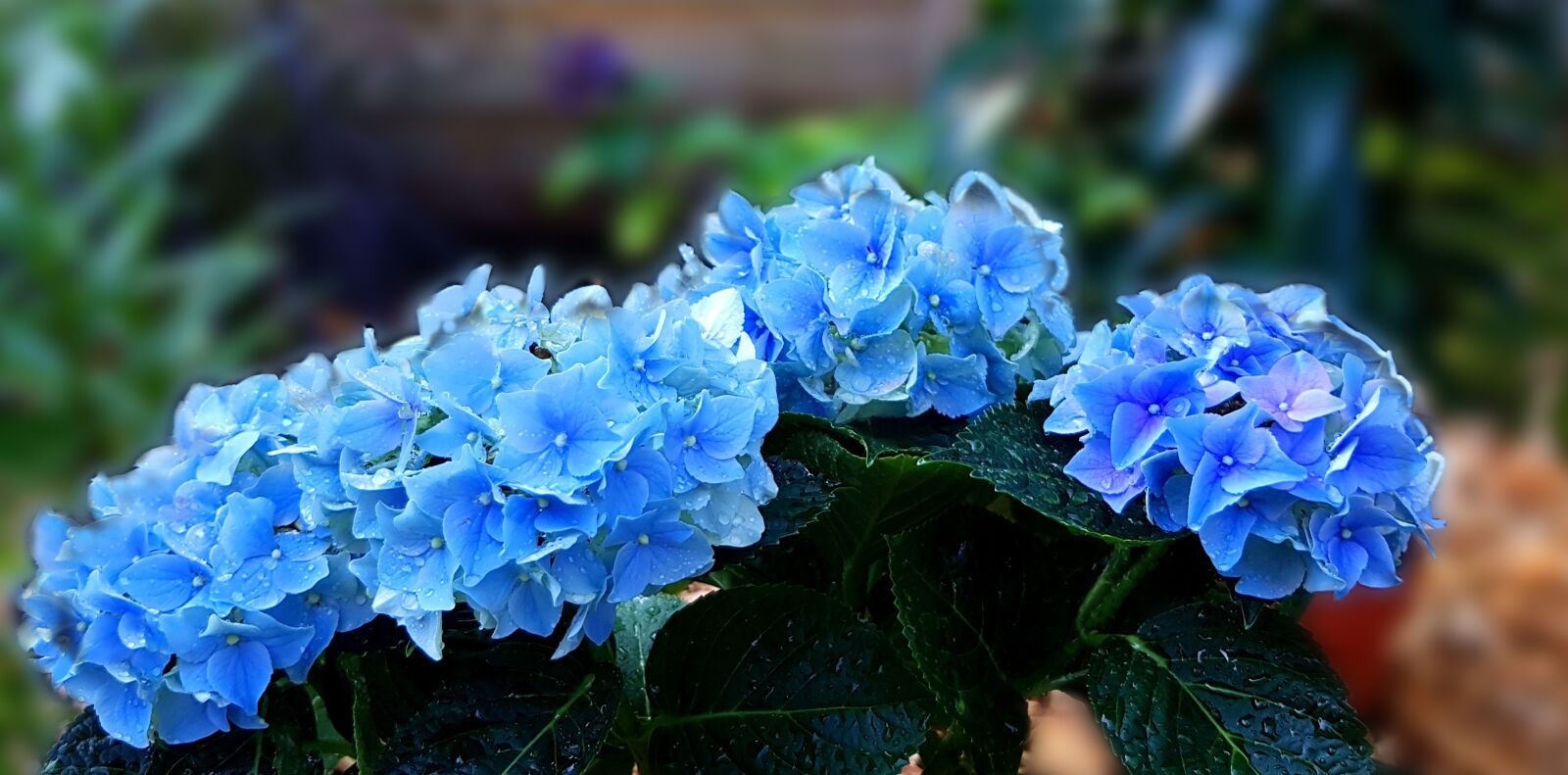 Samsung GALAXY S6 edge sample photo. Hydrangea, blue, nature photography