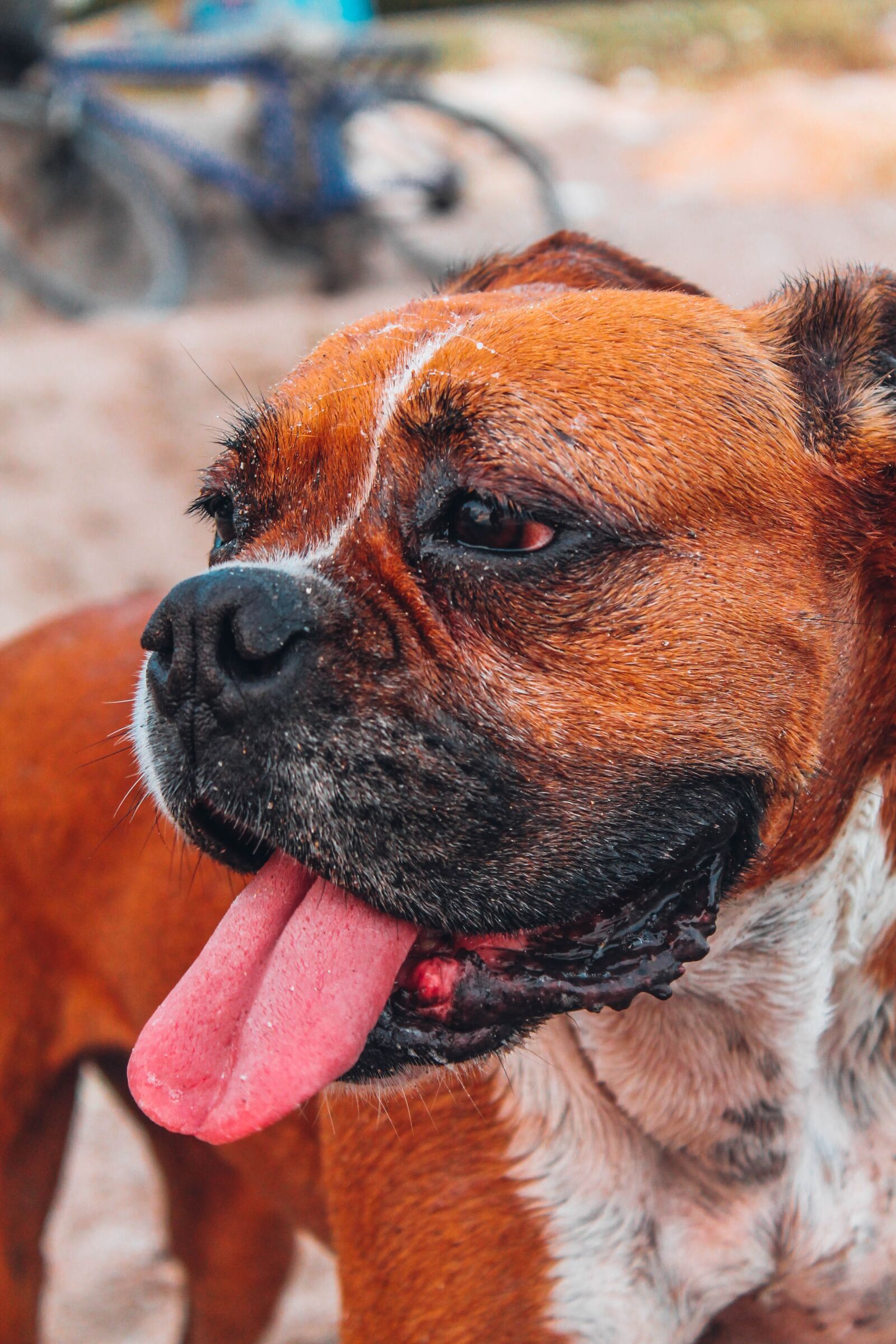 Canon EOS 1100D (EOS Rebel T3 / EOS Kiss X50) sample photo. Boxer, dog, animal photography