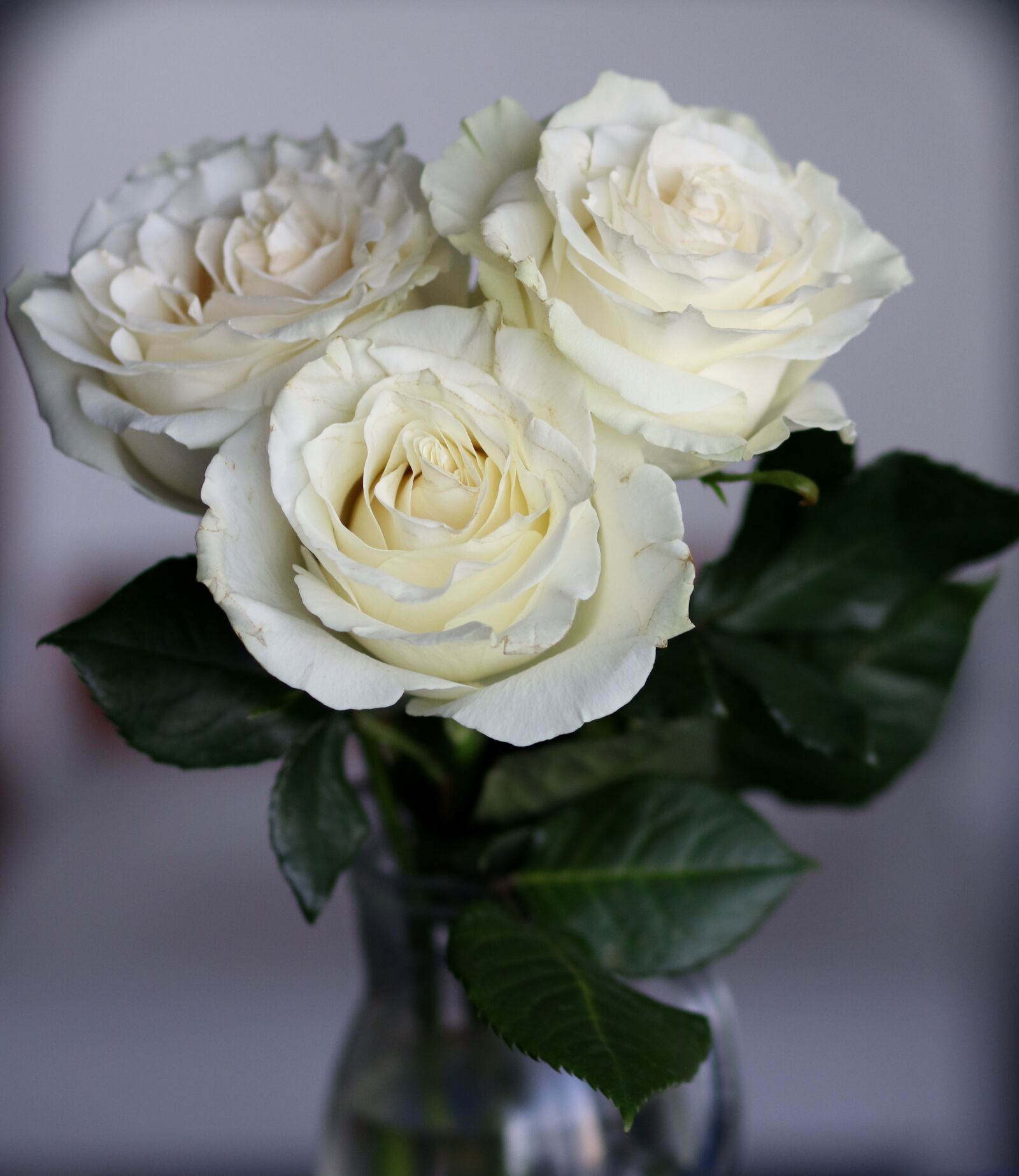 Canon EF 85mm F1.8 USM sample photo. Roses, white, petals photography