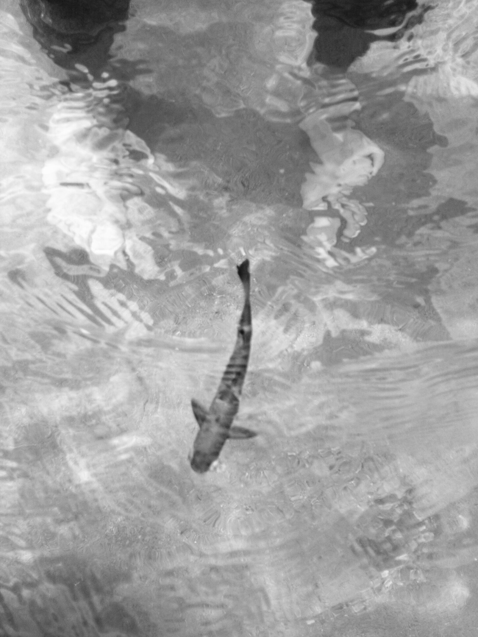 iPhone 4S back camera 4.28mm f/2.4 sample photo. Black, bw, fish, gold photography