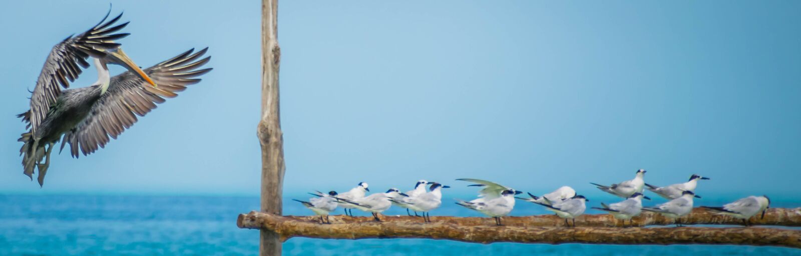 Nikon D5300 sample photo. Holbox, pelican, bird photography