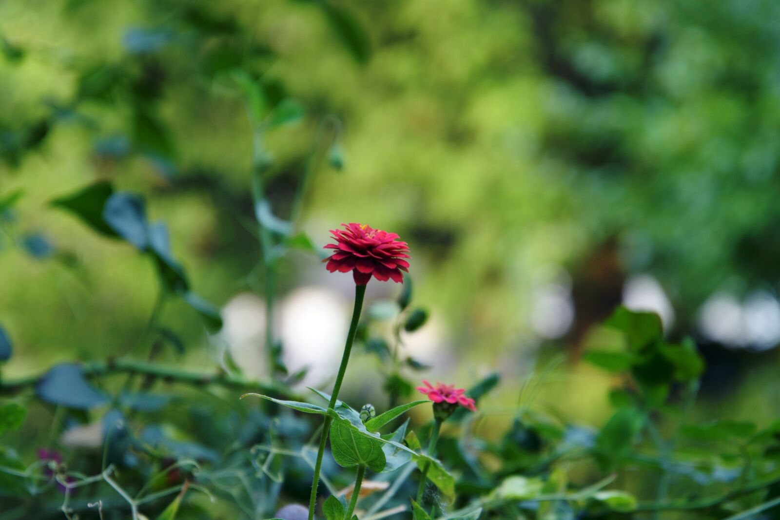 Nikon D3300 sample photo. Nature, blossom, bloom photography