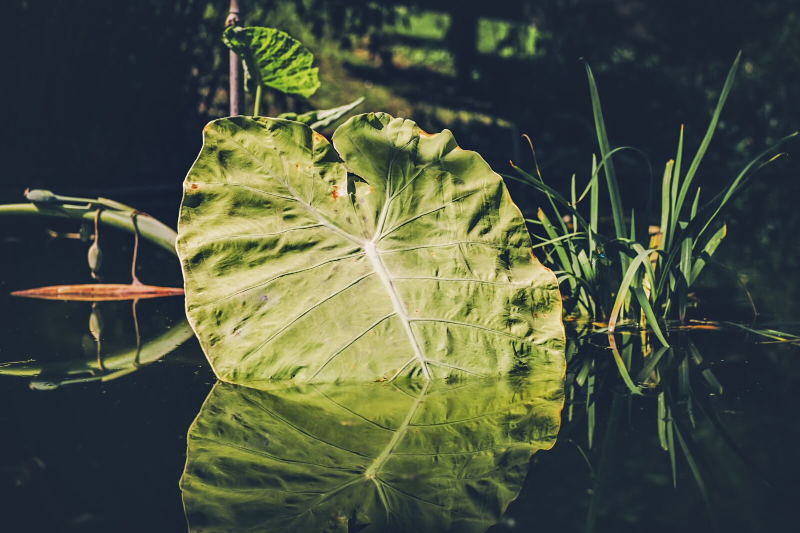 Fujifilm X-T10 + Fujifilm XF 35mm F1.4 R sample photo. Leaf, pond, water photography