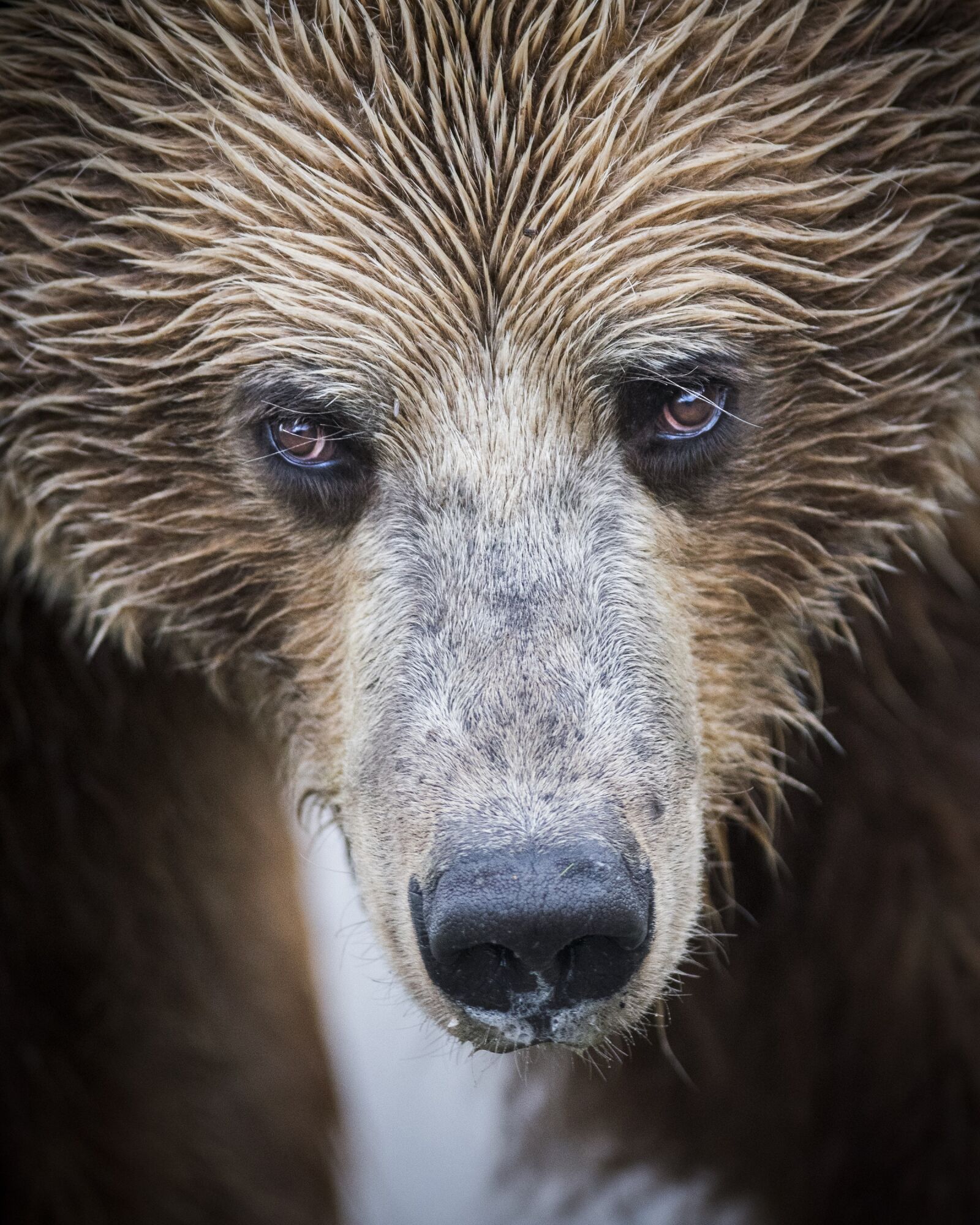 Nikon D500 sample photo. Bear, grizzly, portrait photography