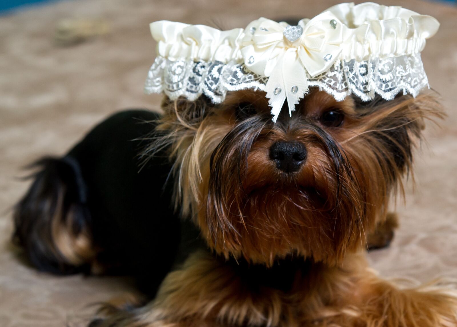 Nikon D3S sample photo. Puppy, dog, animals photography