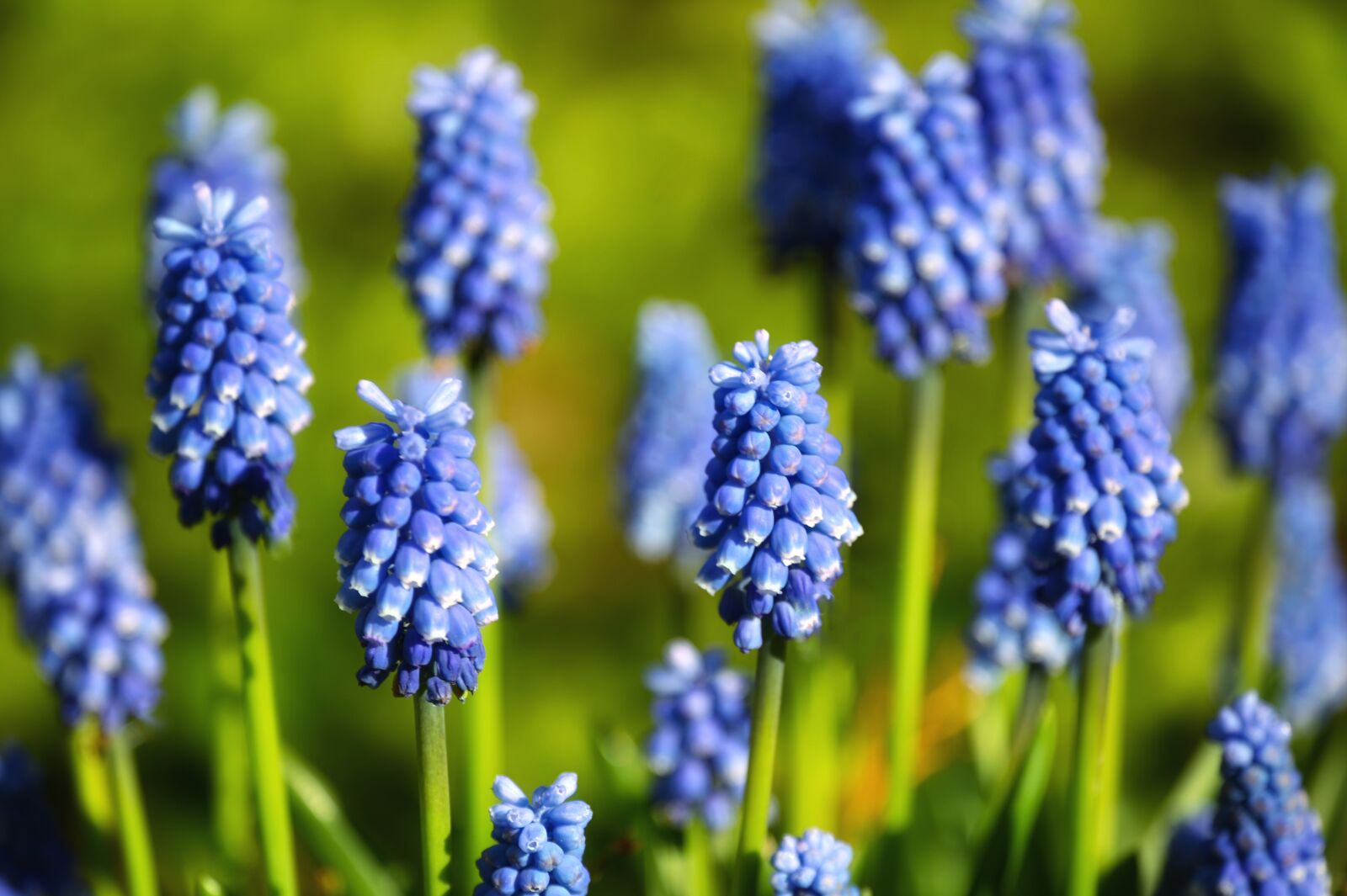 Nikon Z6 sample photo. Flower, spring, blue photography