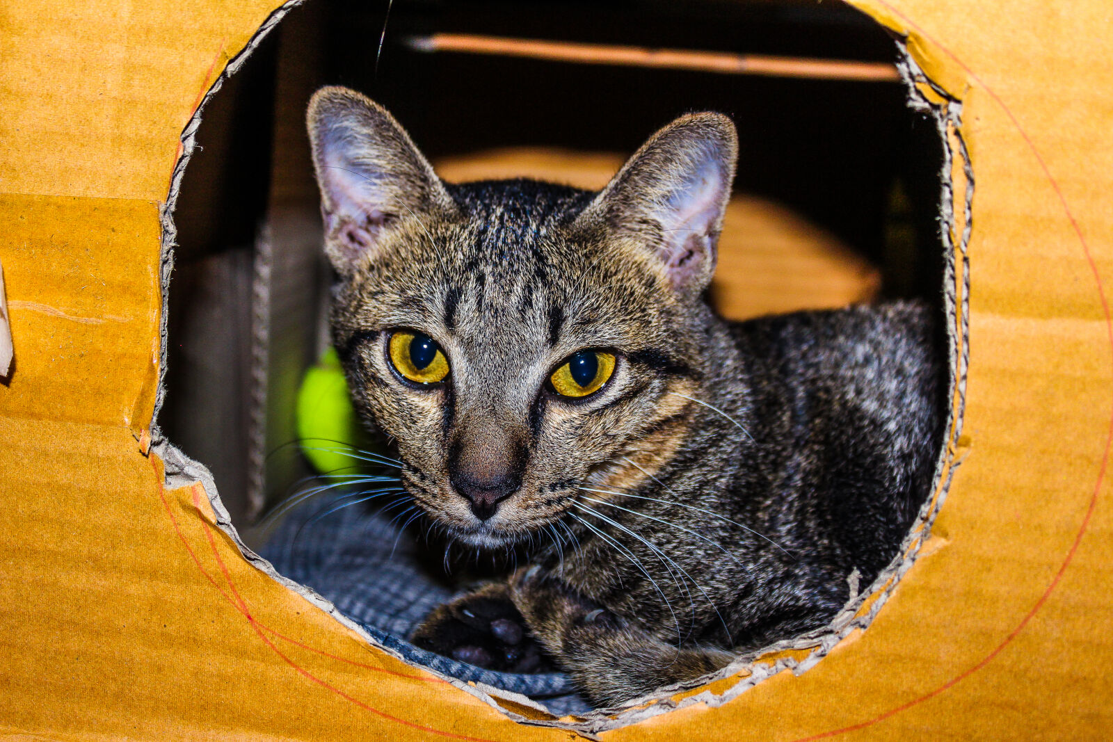 Canon EF-S 18-55mm F3.5-5.6 IS II sample photo. Brown, tabby, cat, inside photography