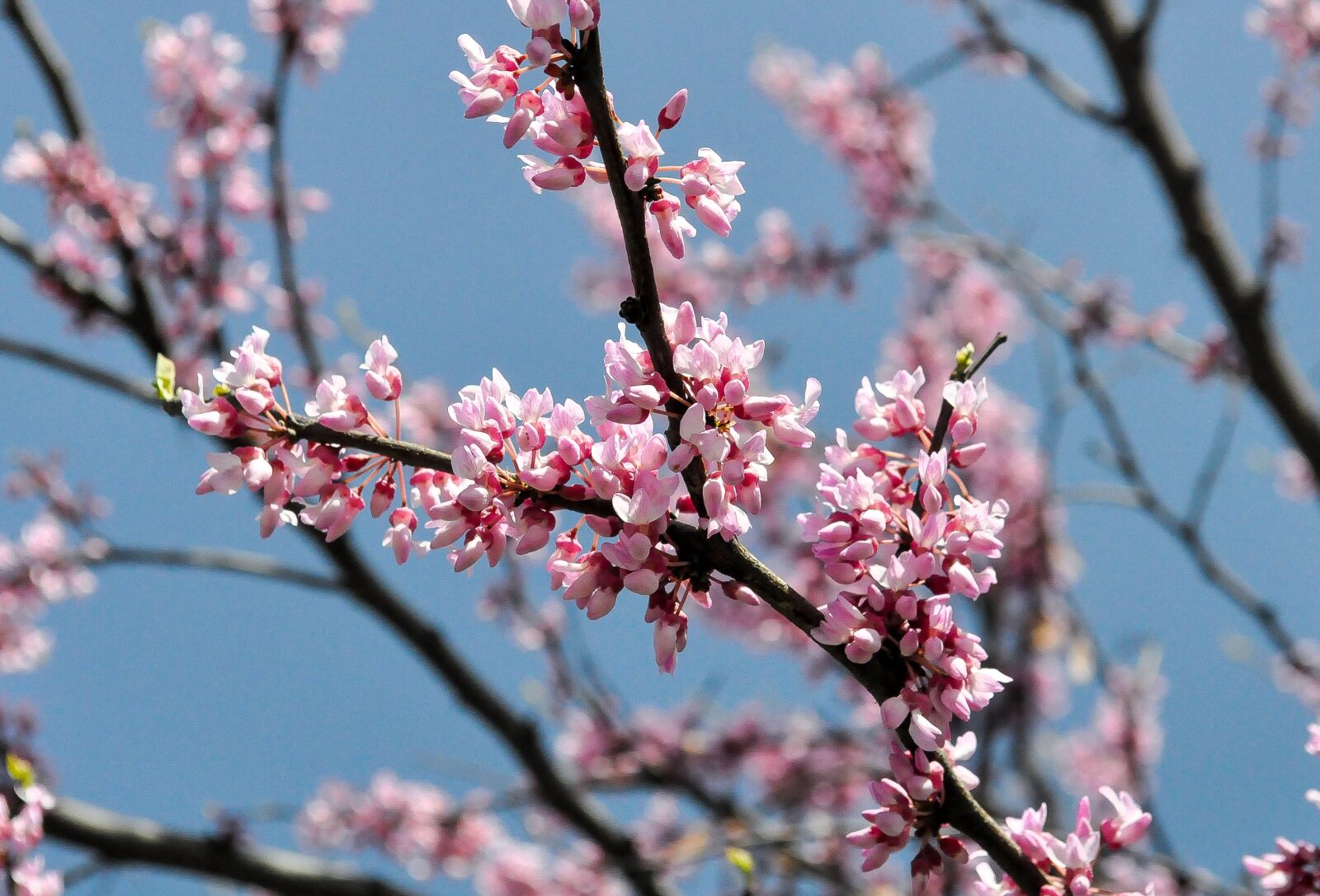Nikon D90 sample photo. Spring, flowers, nature photography