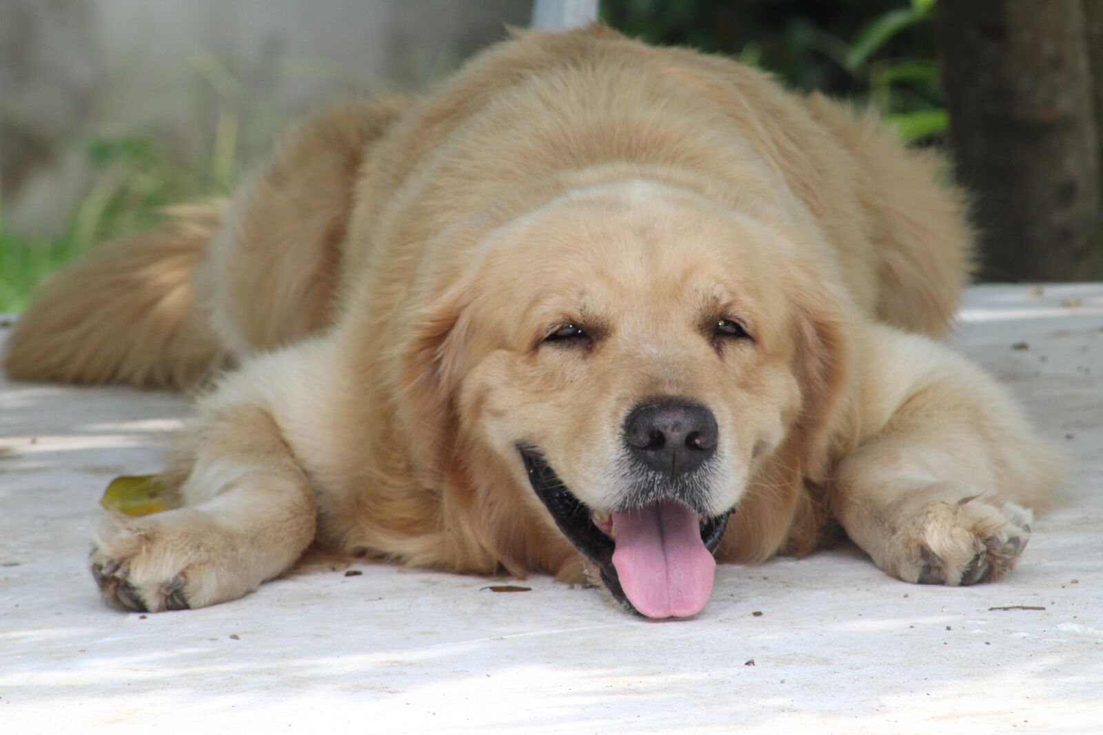 Canon EOS 1300D (EOS Rebel T6 / EOS Kiss X80) sample photo. Rest, relax, pet photography