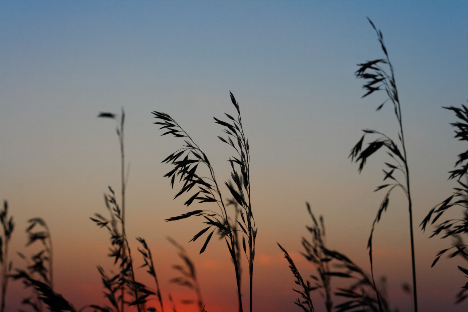 Canon EF 50mm F1.8 II sample photo. Sunset photography