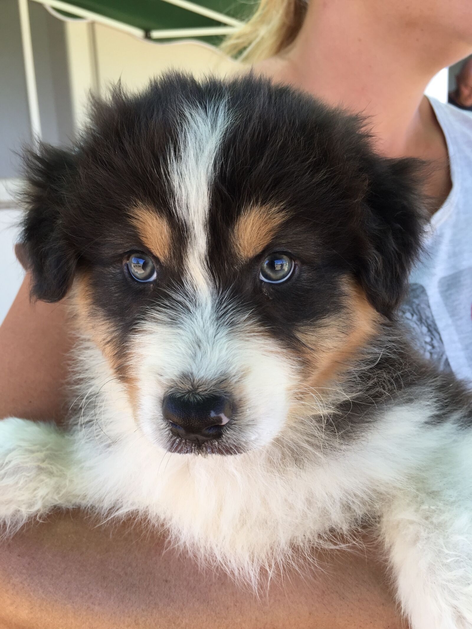 iPhone 6 Plus back camera 4.15mm f/2.2 sample photo. Australian sheperd, puppy, dog photography