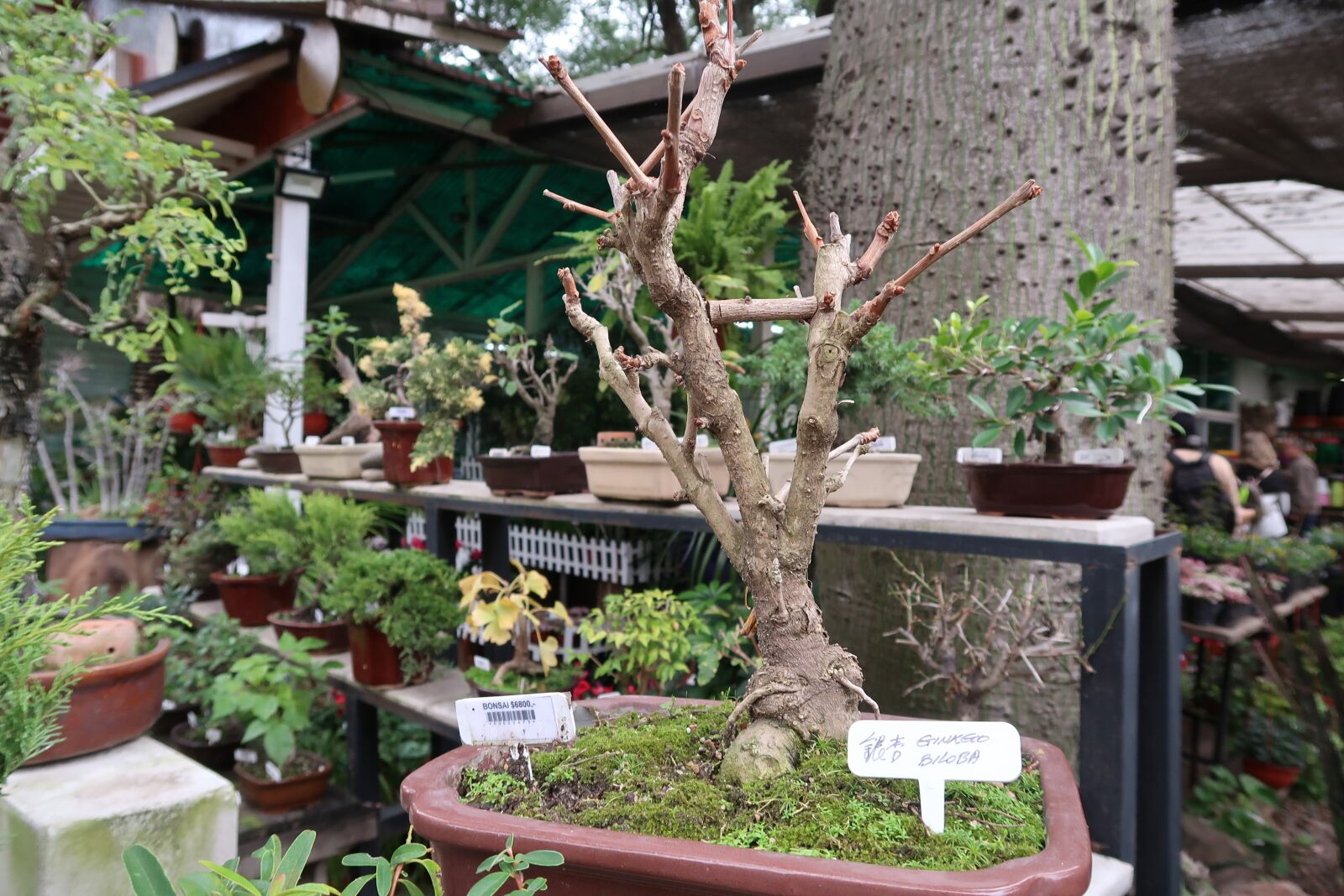 Canon PowerShot G7 X Mark II sample photo. Bonsai, plant, tree photography