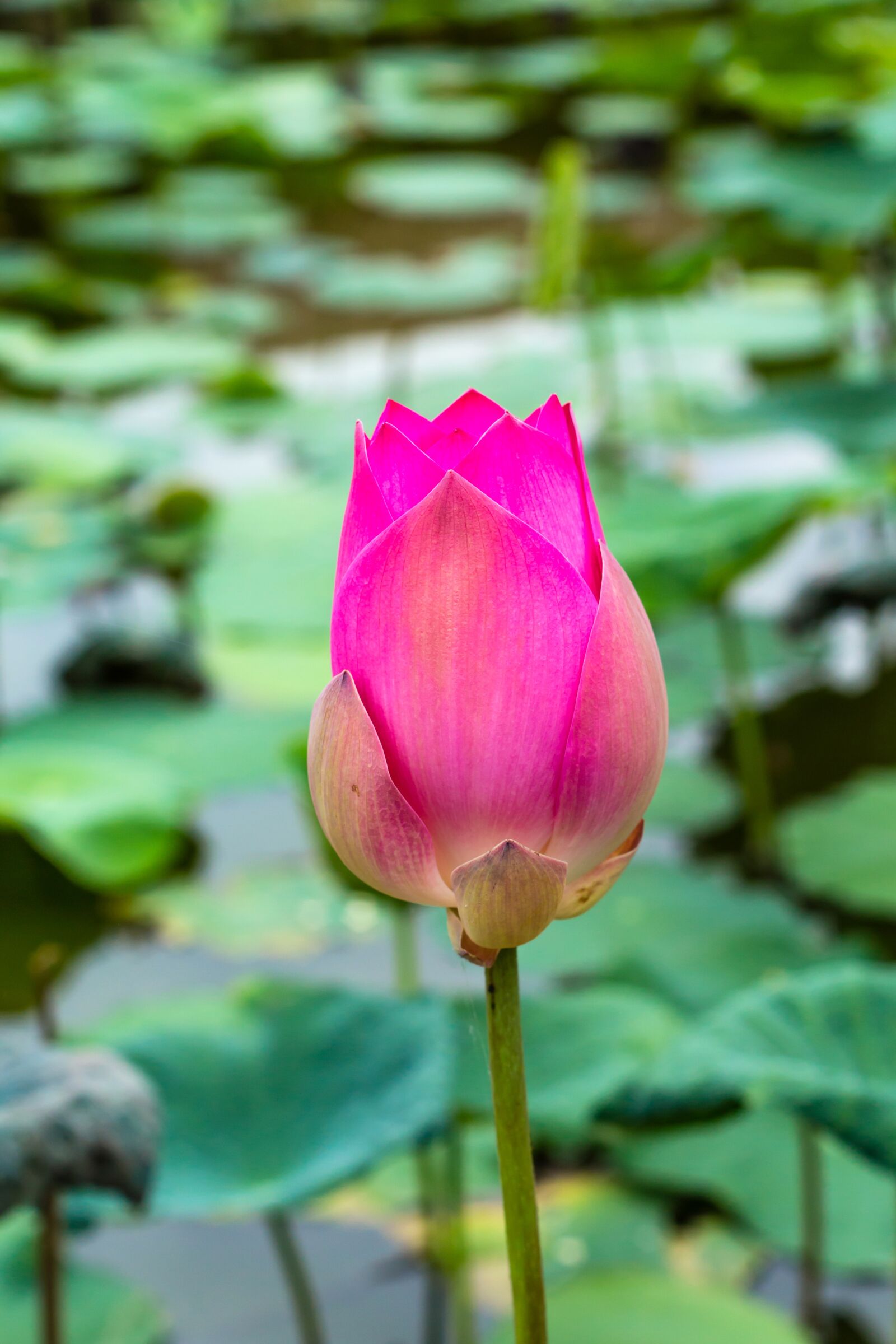 Canon EOS 700D (EOS Rebel T5i / EOS Kiss X7i) + Canon EF 50mm F1.8 II sample photo. Doll, lotus, throat photography