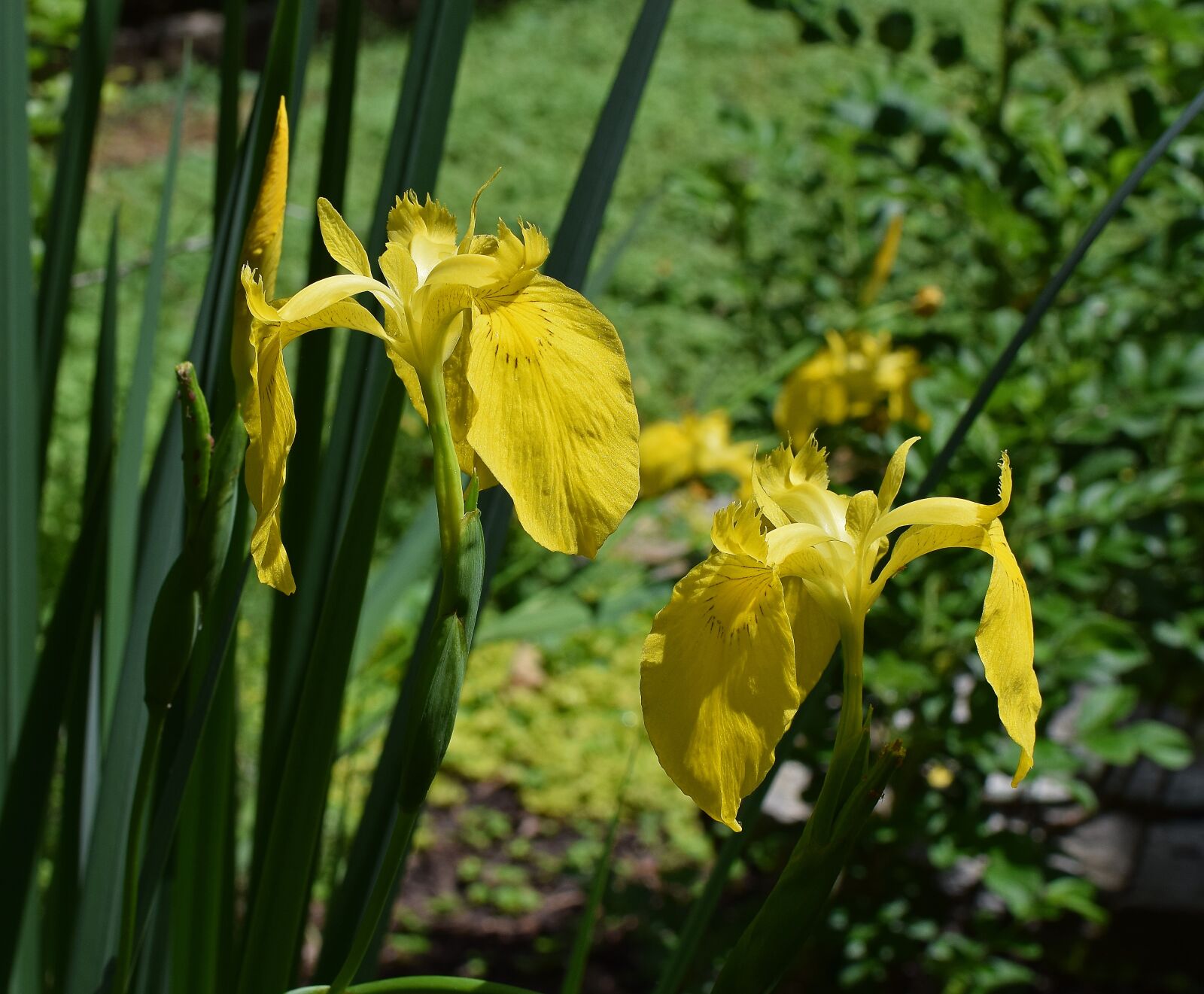 Nikon D3300 sample photo. Pair of yellow iris photography
