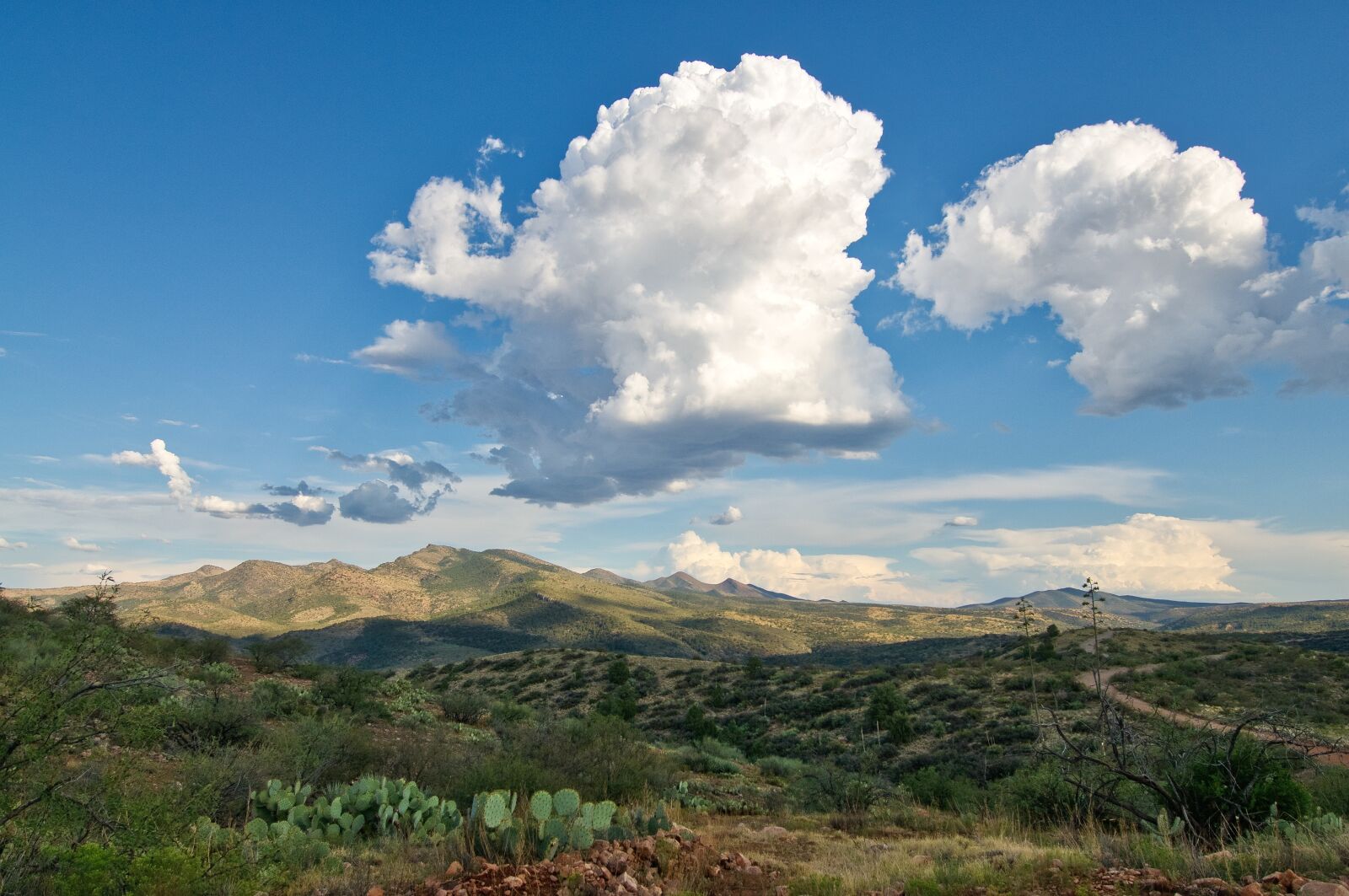 Nikon D300 sample photo. Clouds, desert, cactus photography