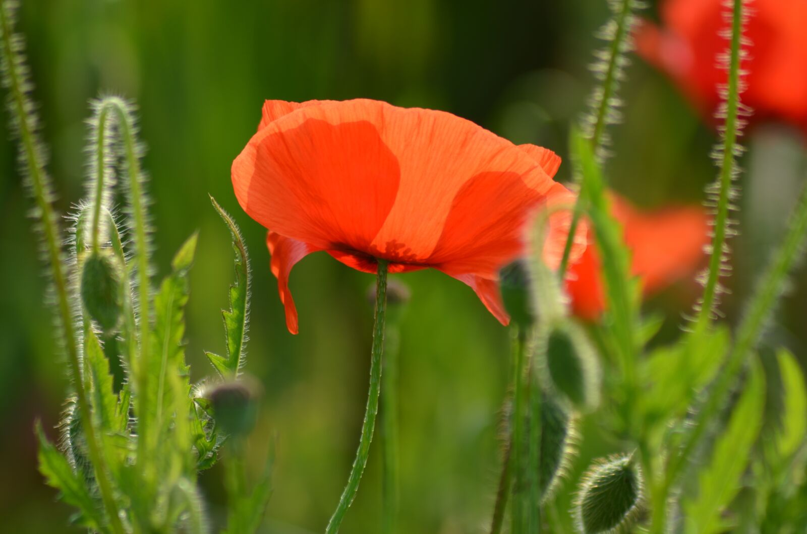 Nikon D5100 sample photo. Poppy, field of poppies photography