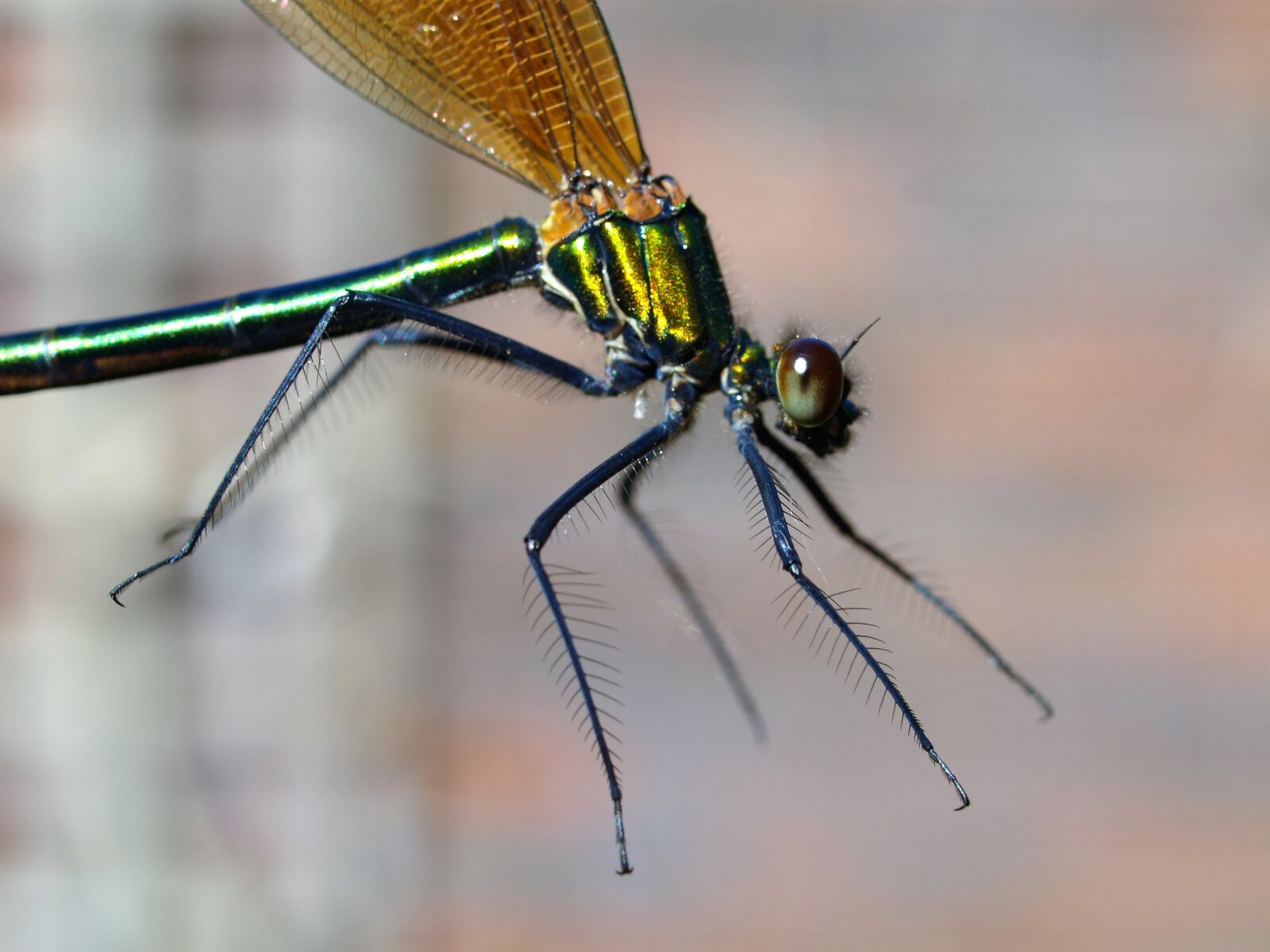 Olympus E-520 (EVOLT E-520) sample photo. Damselfly, insect, pond life photography