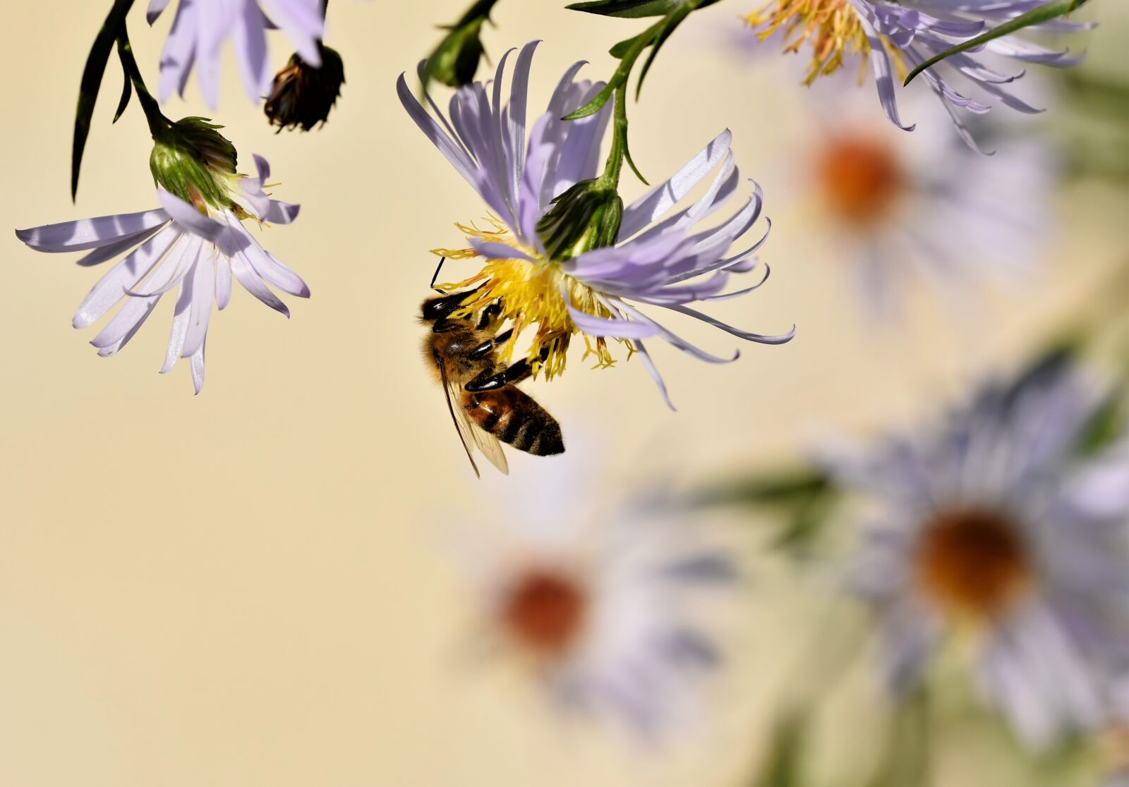 Nikon D7200 sample photo. Bee, honey bee, insect photography