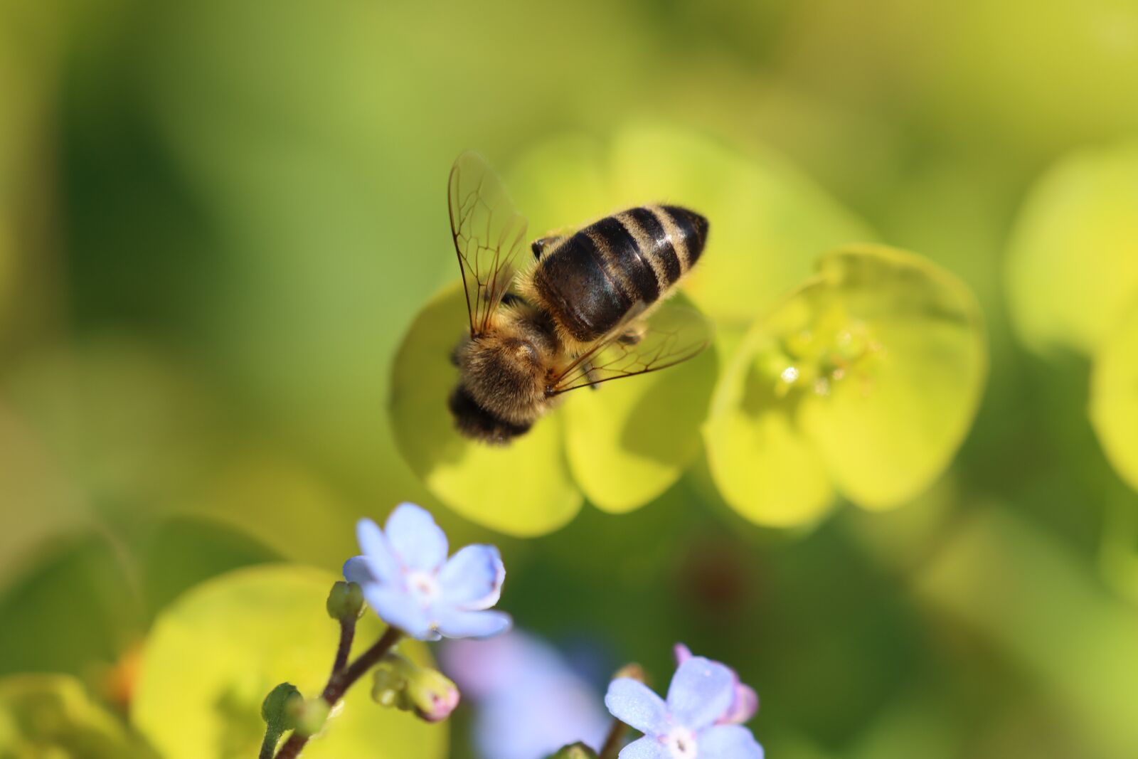 Canon EOS 90D sample photo. Bee, forget me not photography