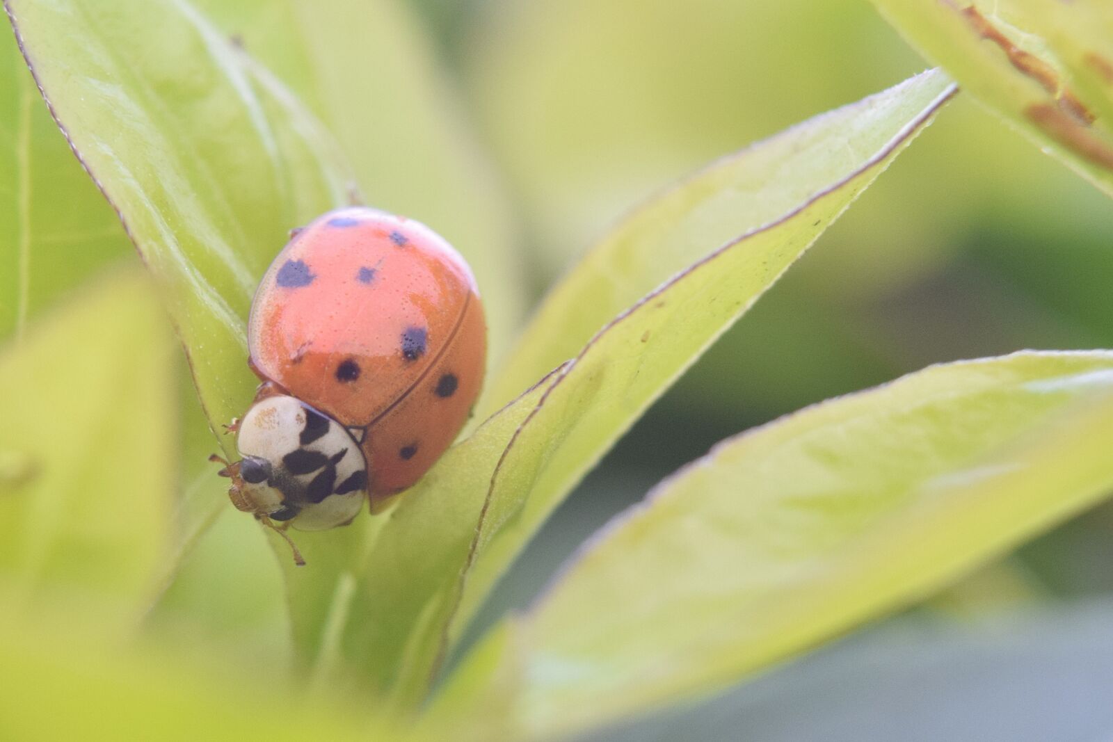 Nikon D5300 sample photo. Ladybug, insect, beetle photography