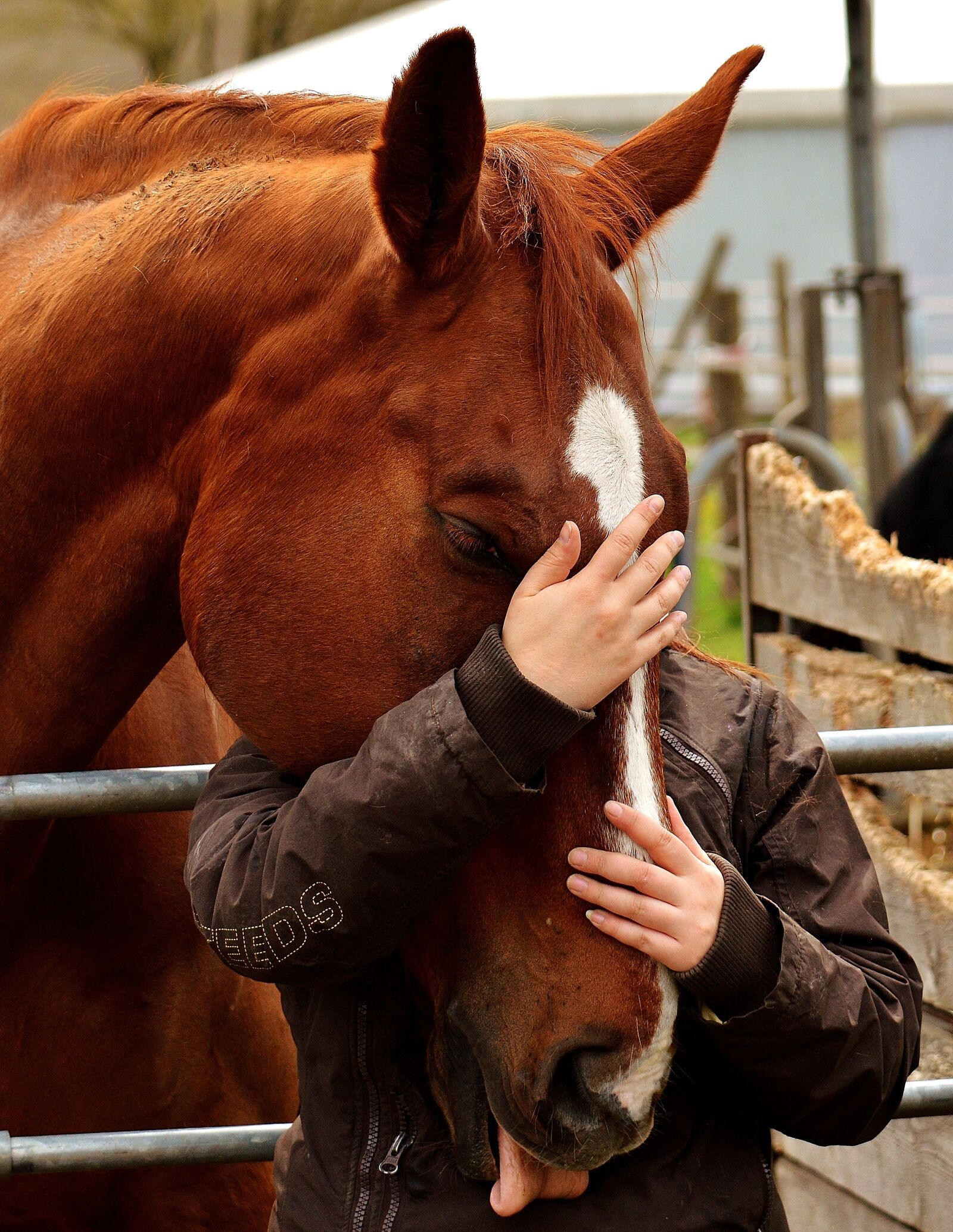 Nikon D3200 sample photo. Love for animals, friendship photography