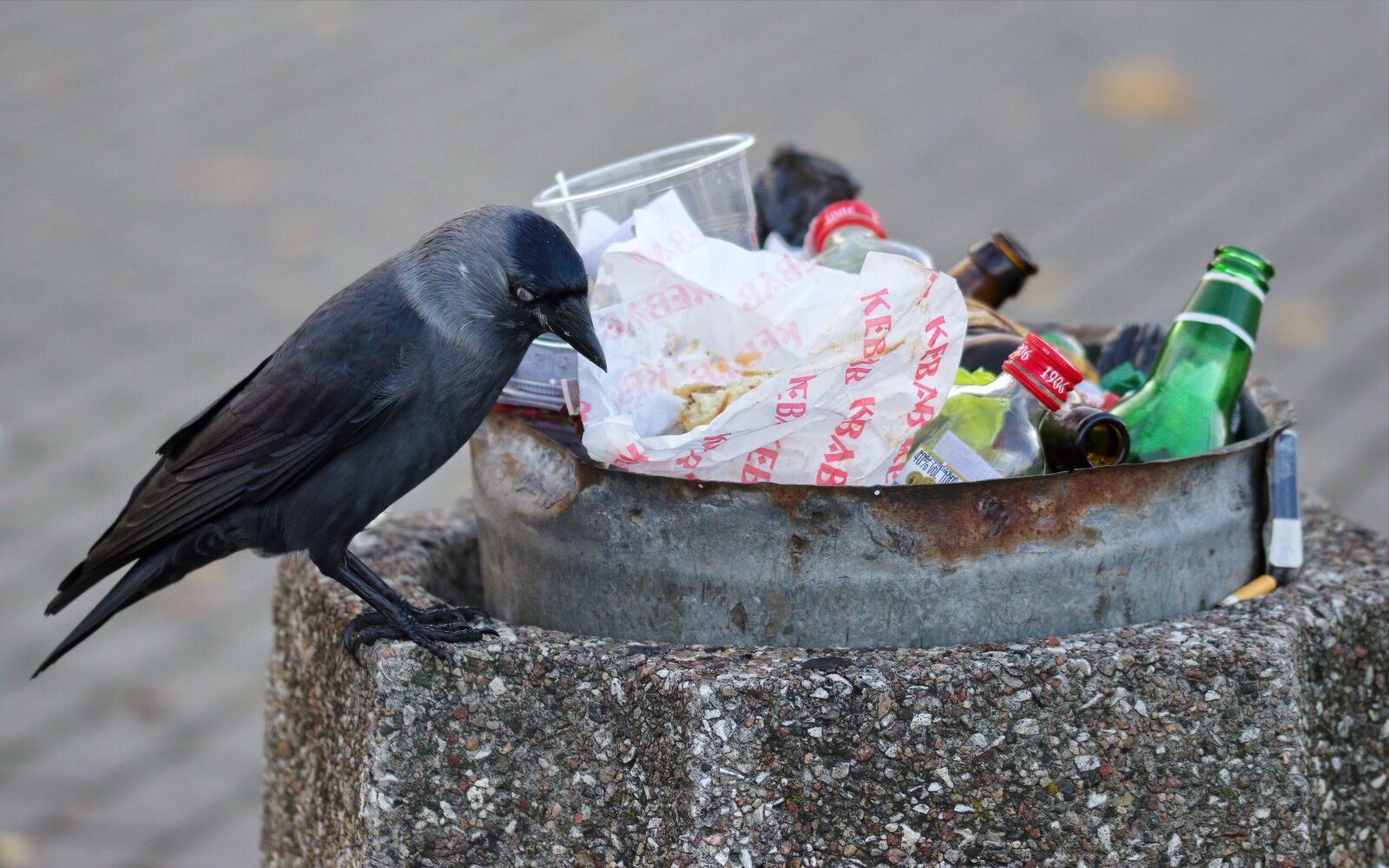 Nikon D5100 sample photo. Bird, the crow, feathers photography