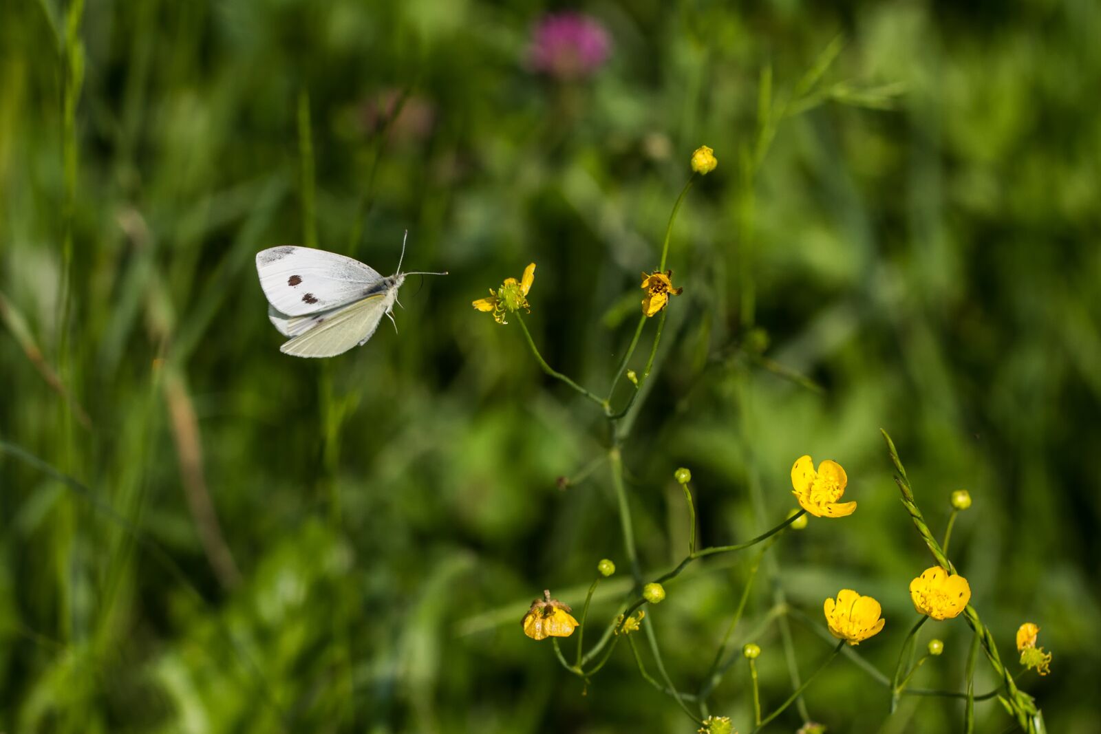 Canon EOS 7D + Canon EF 100mm F2.8L Macro IS USM sample photo. White, butterfly, nature photography