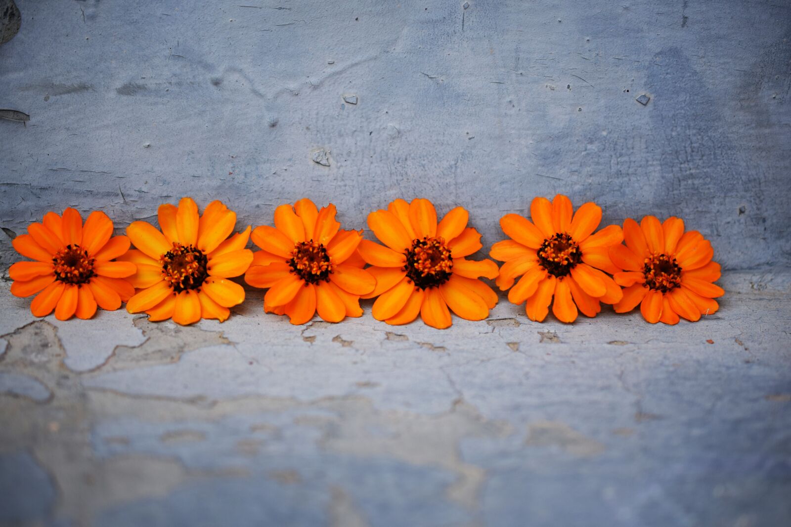 Nikon D5300 sample photo. Flowers, orange, blue photography