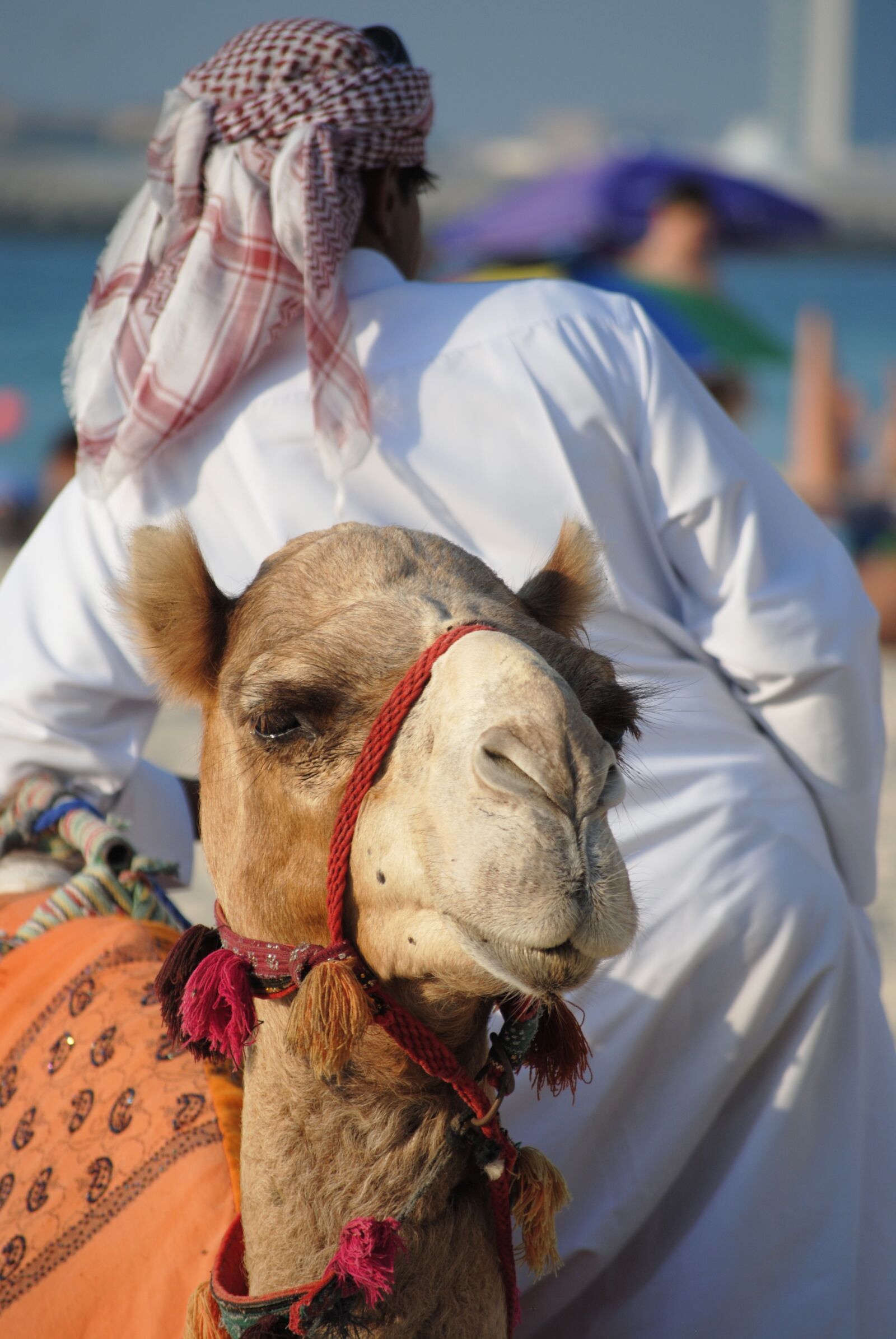 Nikon D3000 sample photo. Abu dhabi, dubai, emirates photography