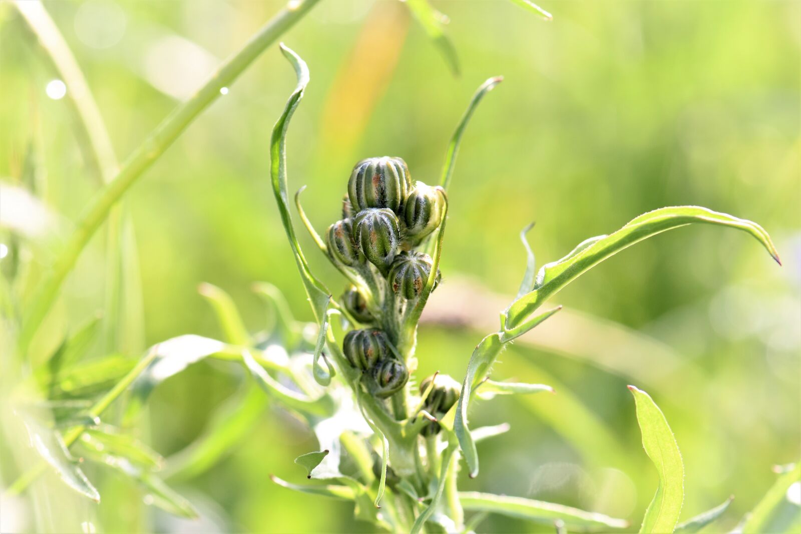 Nikon D5500 sample photo. Meadow, grass, dewdrop photography
