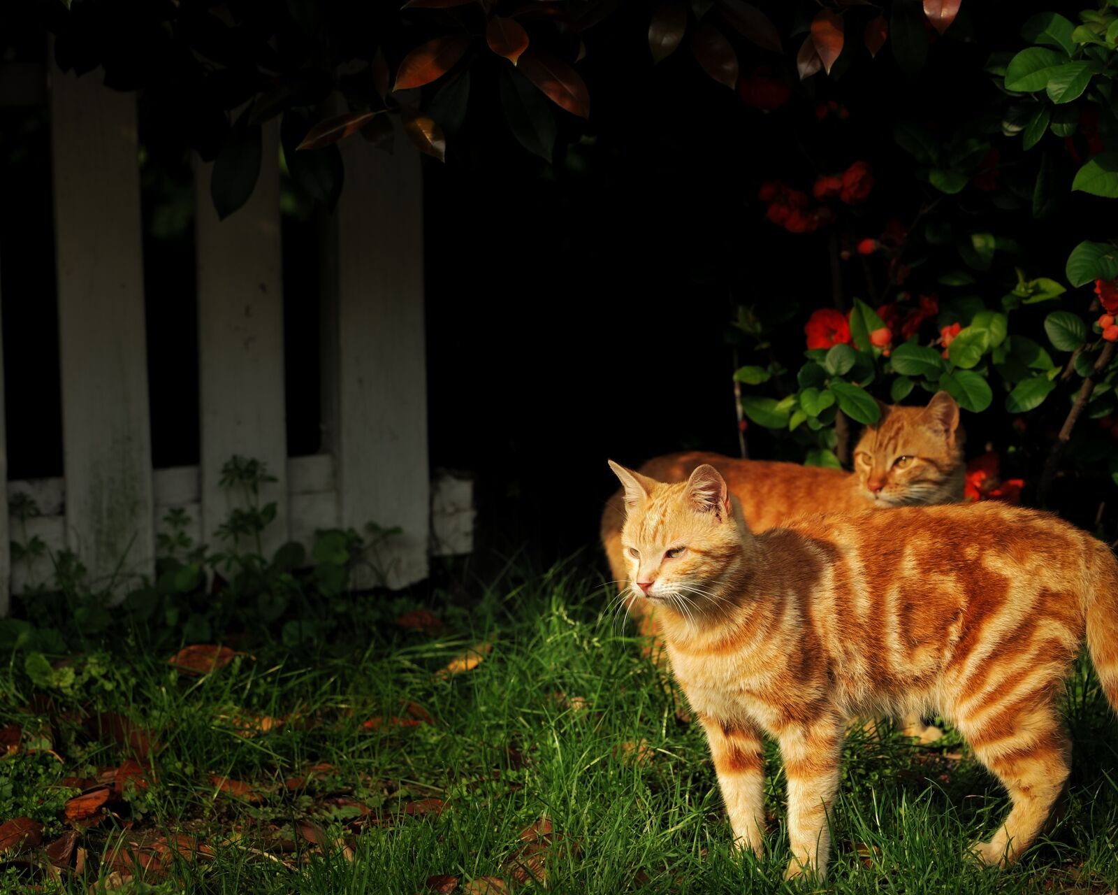 Nikon D700 sample photo. Pet, cat, wild photography