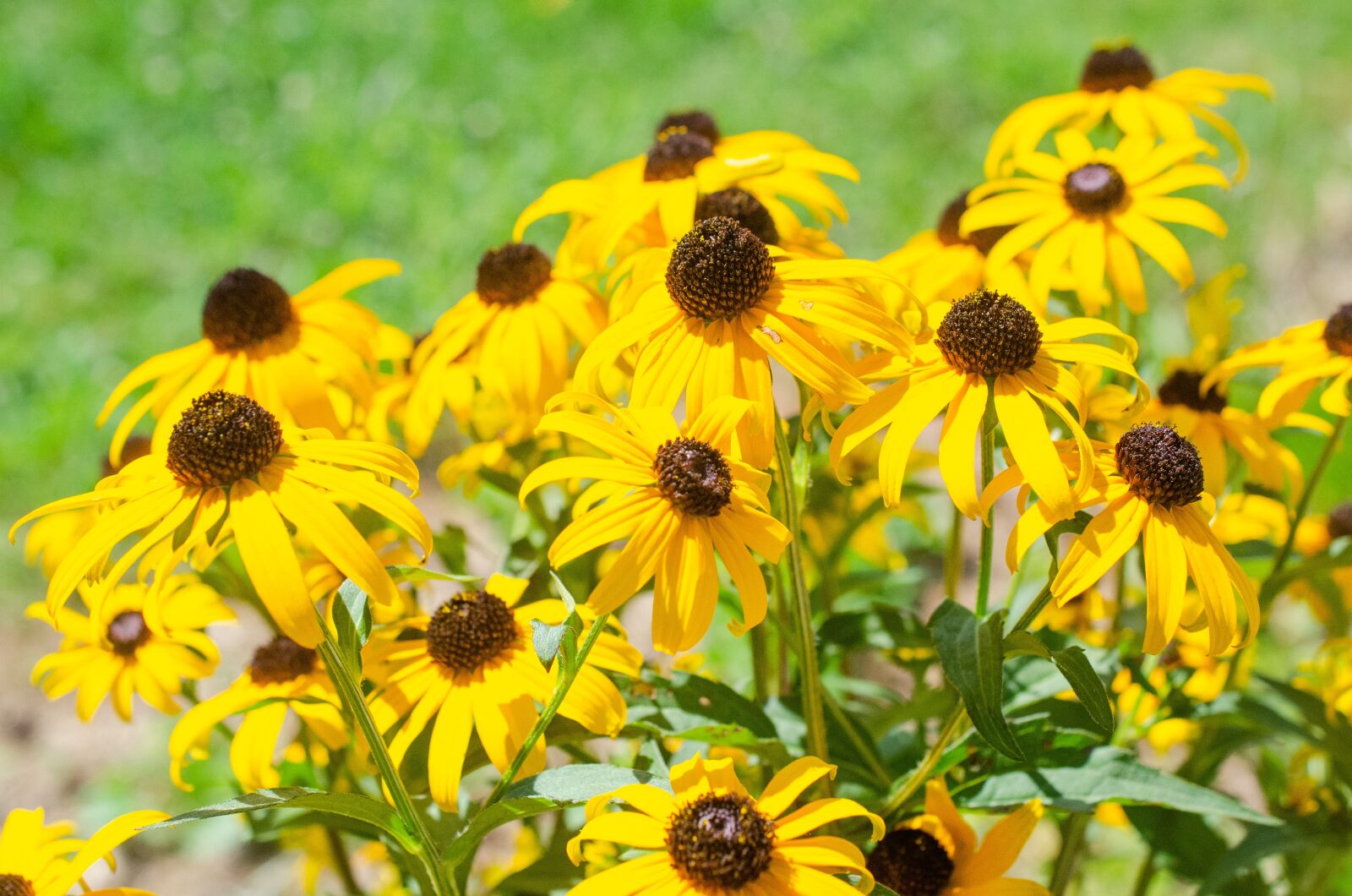 Nikon D7000 sample photo. Black-eyed susan, yellow flower photography