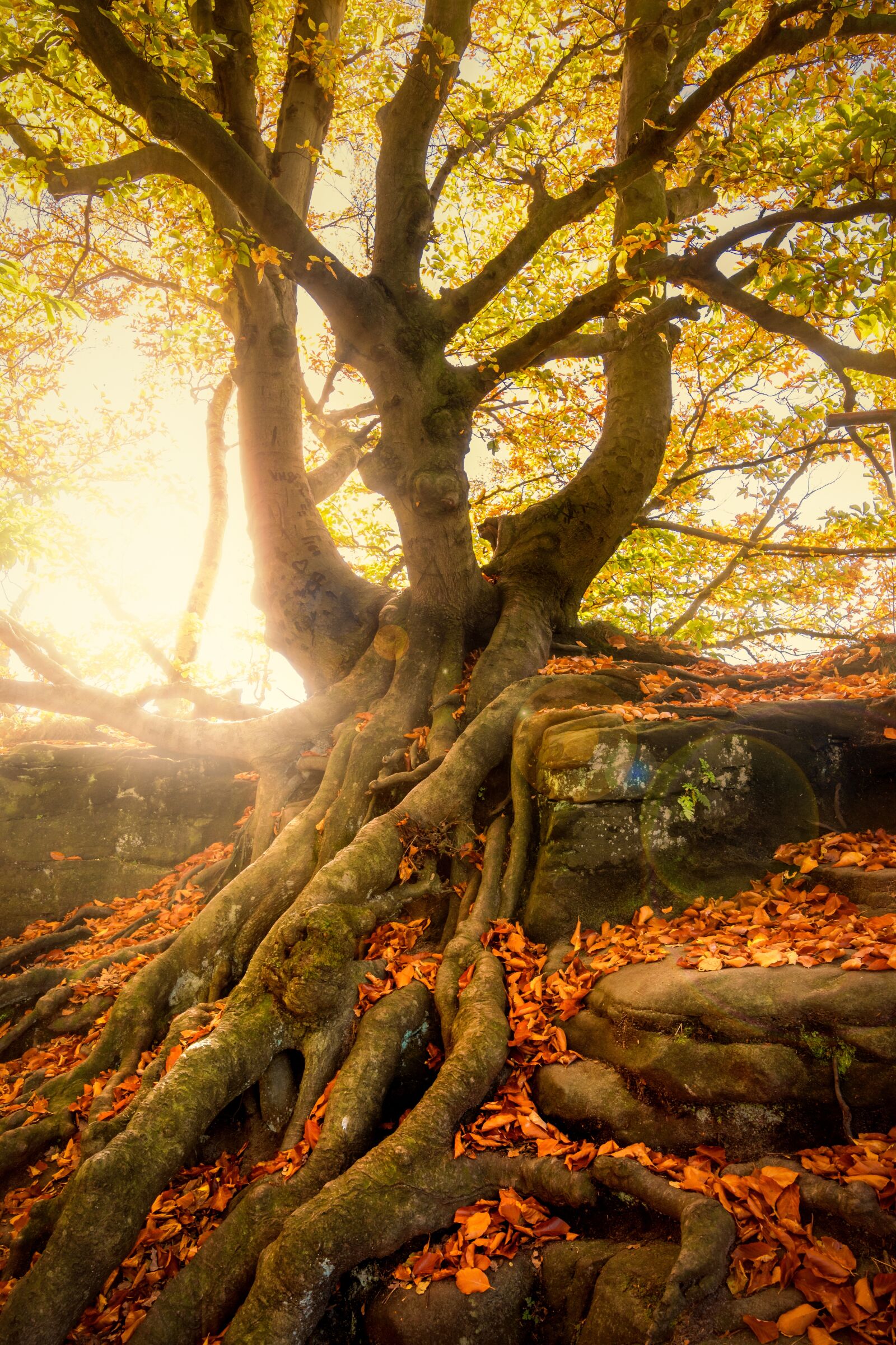 Tokina AT-X 16-28mm F2.8 Pro FX sample photo. Tree, quaint, overgrown photography