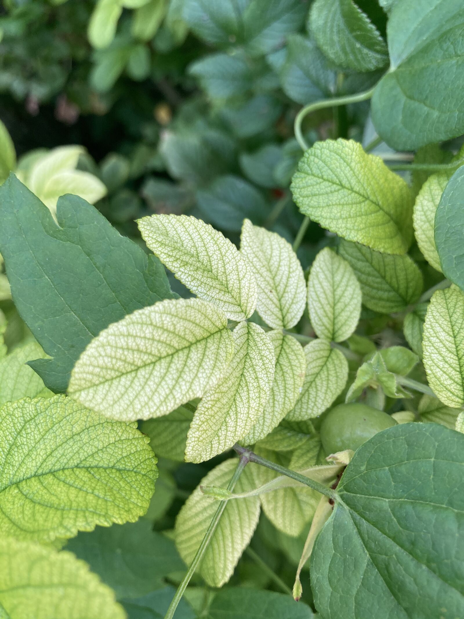 Apple iPhone SE (2nd generation) sample photo. Green, leaves, leaf photography