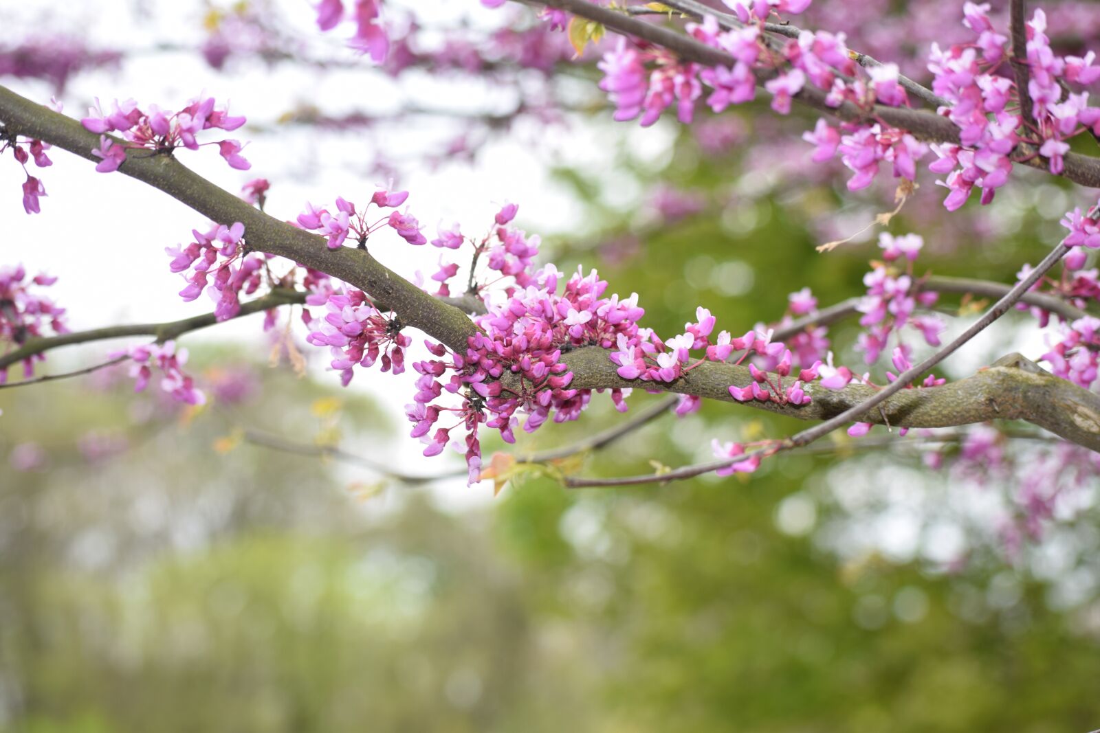 Nikon D3300 sample photo. Trees, spring, blossoms photography