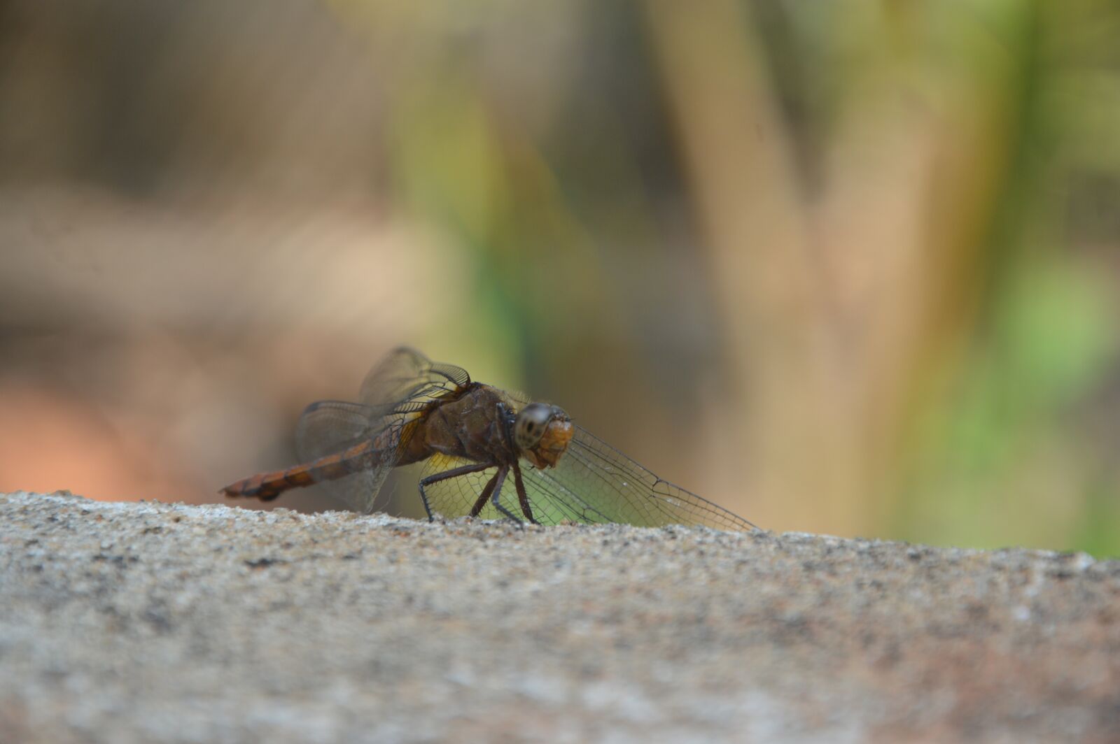 Nikon D3200 sample photo. Dragon fly, insect, india photography