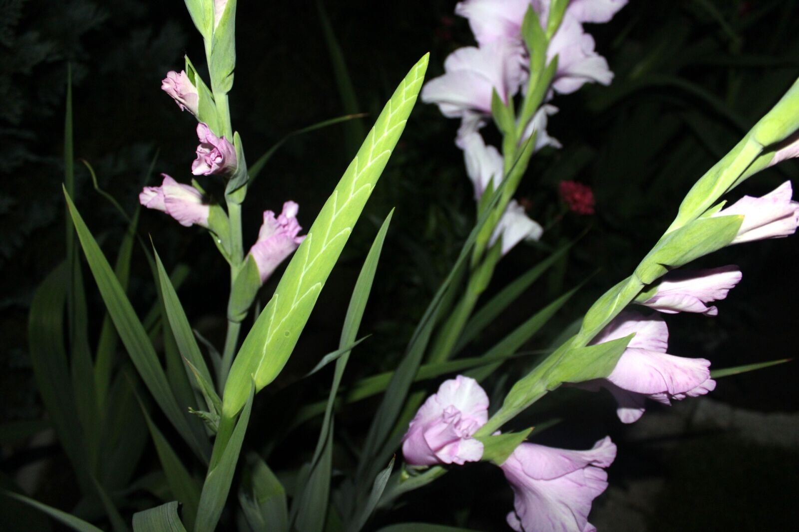 Canon EOS 1200D (EOS Rebel T5 / EOS Kiss X70 / EOS Hi) sample photo. Gladiola, gladiolus, flower photography
