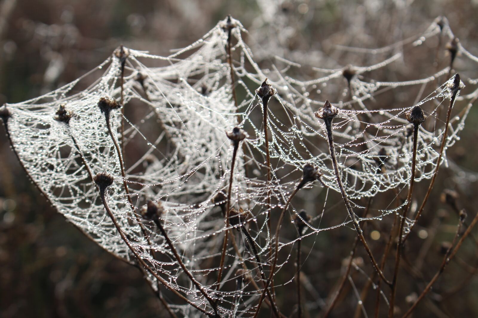 Canon EOS 100D (EOS Rebel SL1 / EOS Kiss X7) sample photo. Cobwebs, plfanze, meadow photography