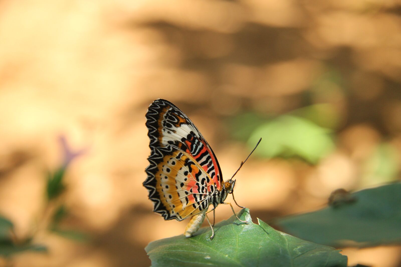 Canon EF-S 17-85mm F4-5.6 IS USM sample photo. Butterfly, asia, nature photography