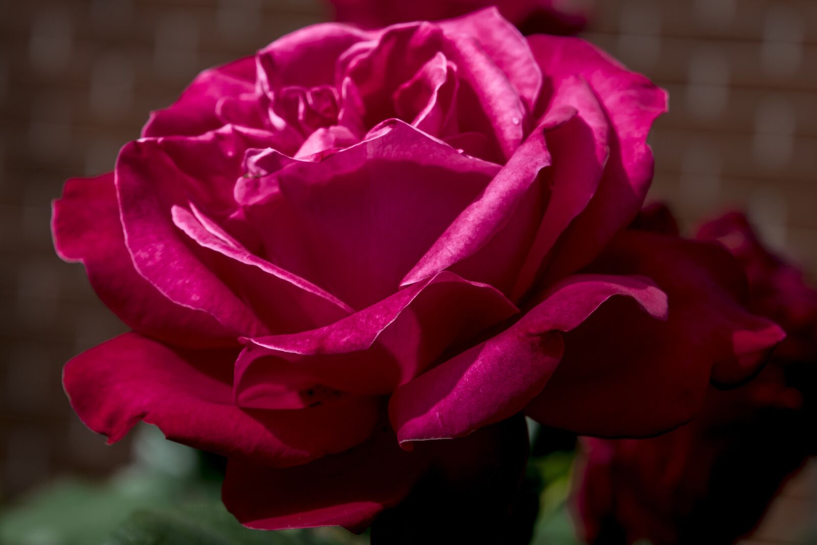 Nikon D3300 sample photo. Nature, rose, summer photography