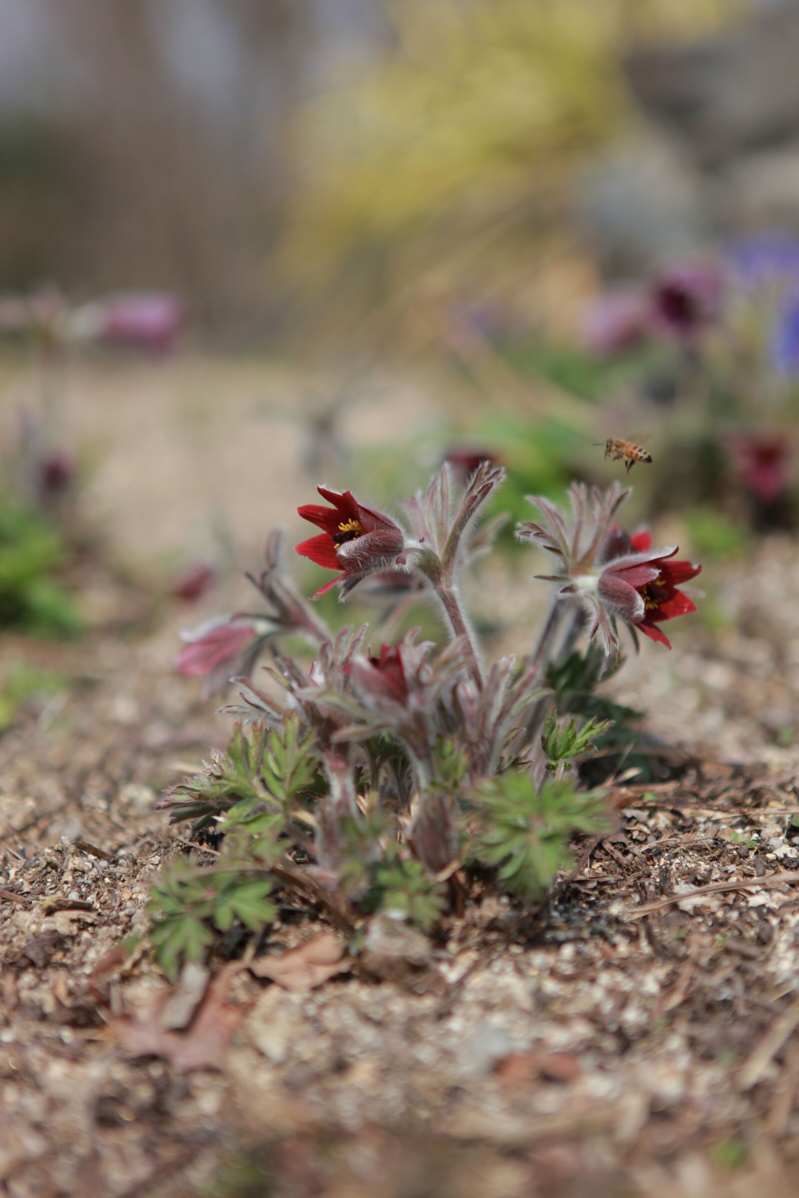 Canon EOS 5D Mark II sample photo. Do mi flower, flowers photography