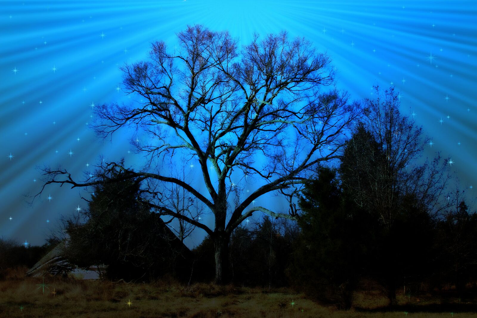 Canon EF 28-135mm F3.5-5.6 IS USM sample photo. Tree, sky, nature photography