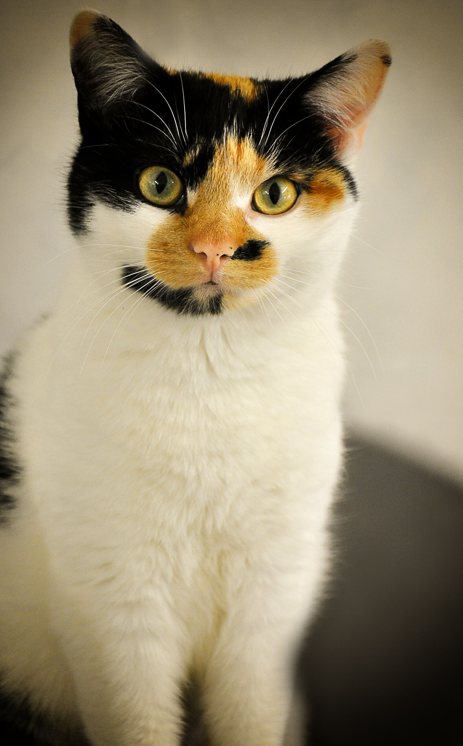 Nikon D90 sample photo. Mieze, tricolor, lucky cat photography