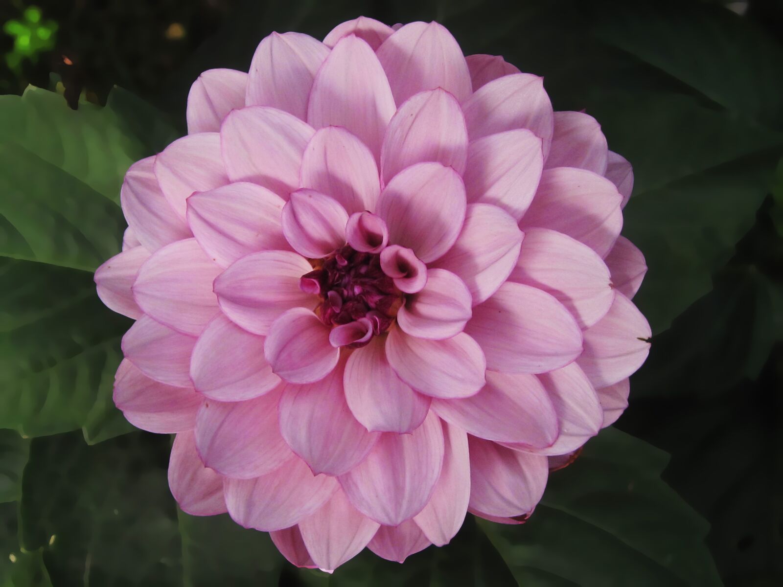 Canon PowerShot SD990 IS (Digital IXUS 980 IS / IXY Digital 3000 IS) sample photo. Flower, dahlia, bloom photography