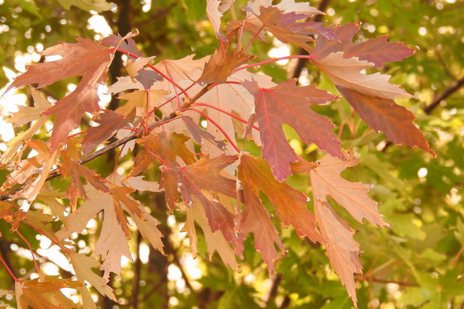 Nikon Coolpix P900 sample photo. Leaves, colorful leaves, fall photography