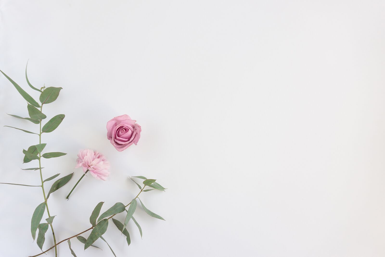 Sony a6000 sample photo. Flowers, background, nature photography