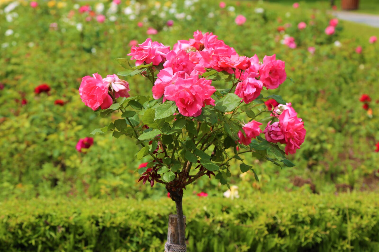 Canon EF 24-105mm F4L IS USM sample photo. Rose, red, rosewood photography