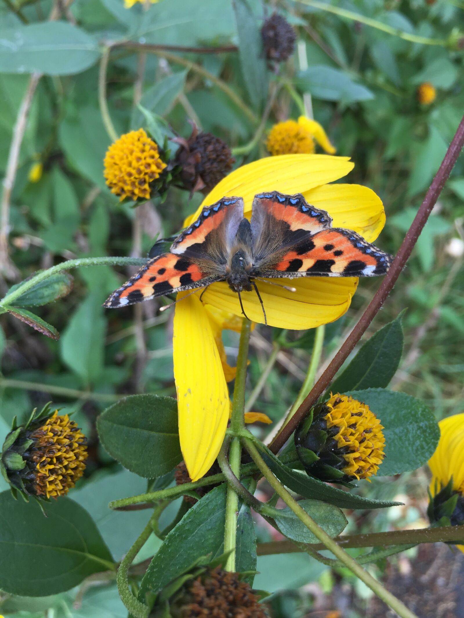 Apple iPhone 6 sample photo. Butterfly, flower, insect photography